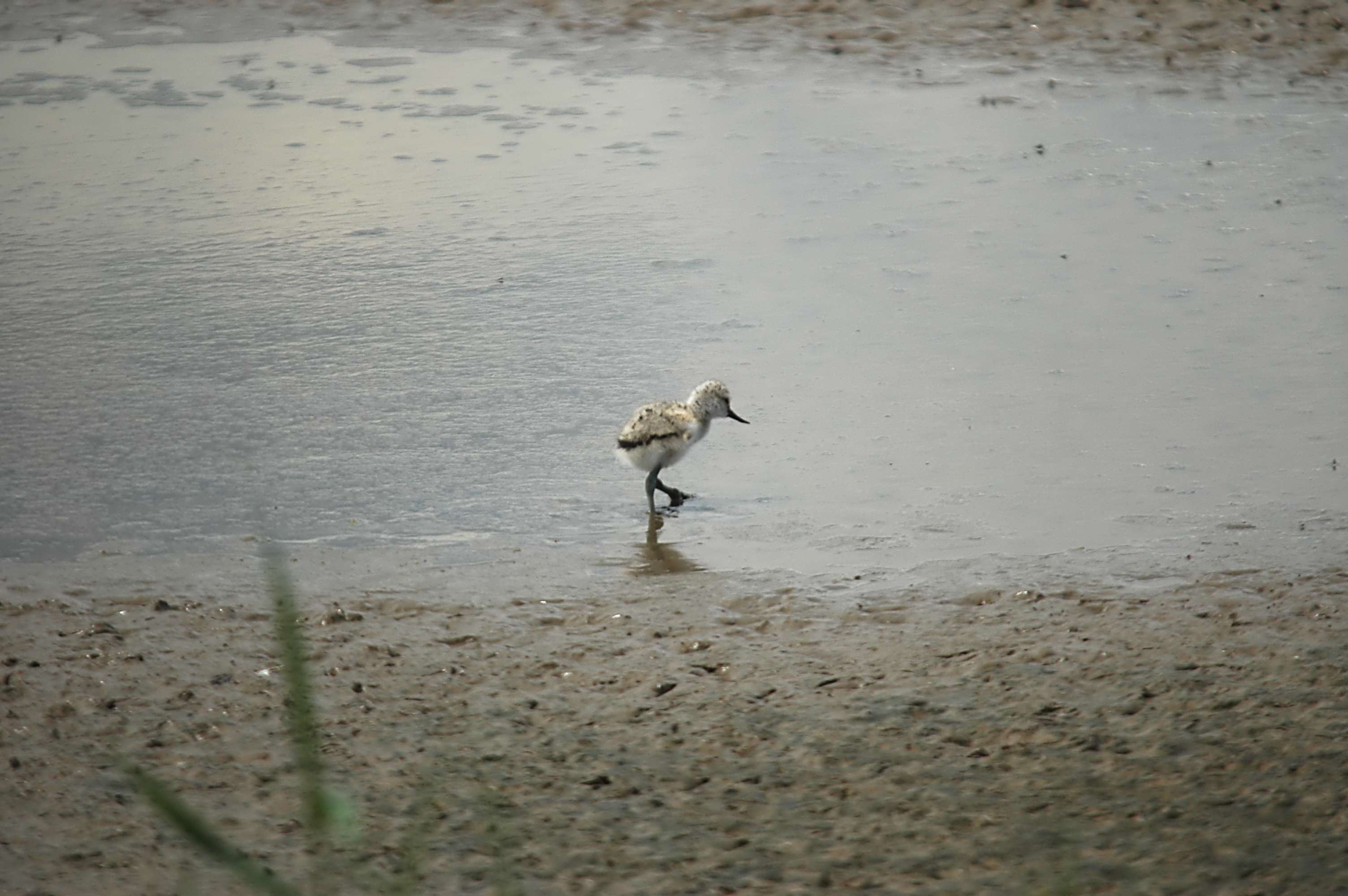 photos/wildlife/Bird_Species/059-Avocets-Stilts/1440-Pied_Avocet/DSC_6284.JPG