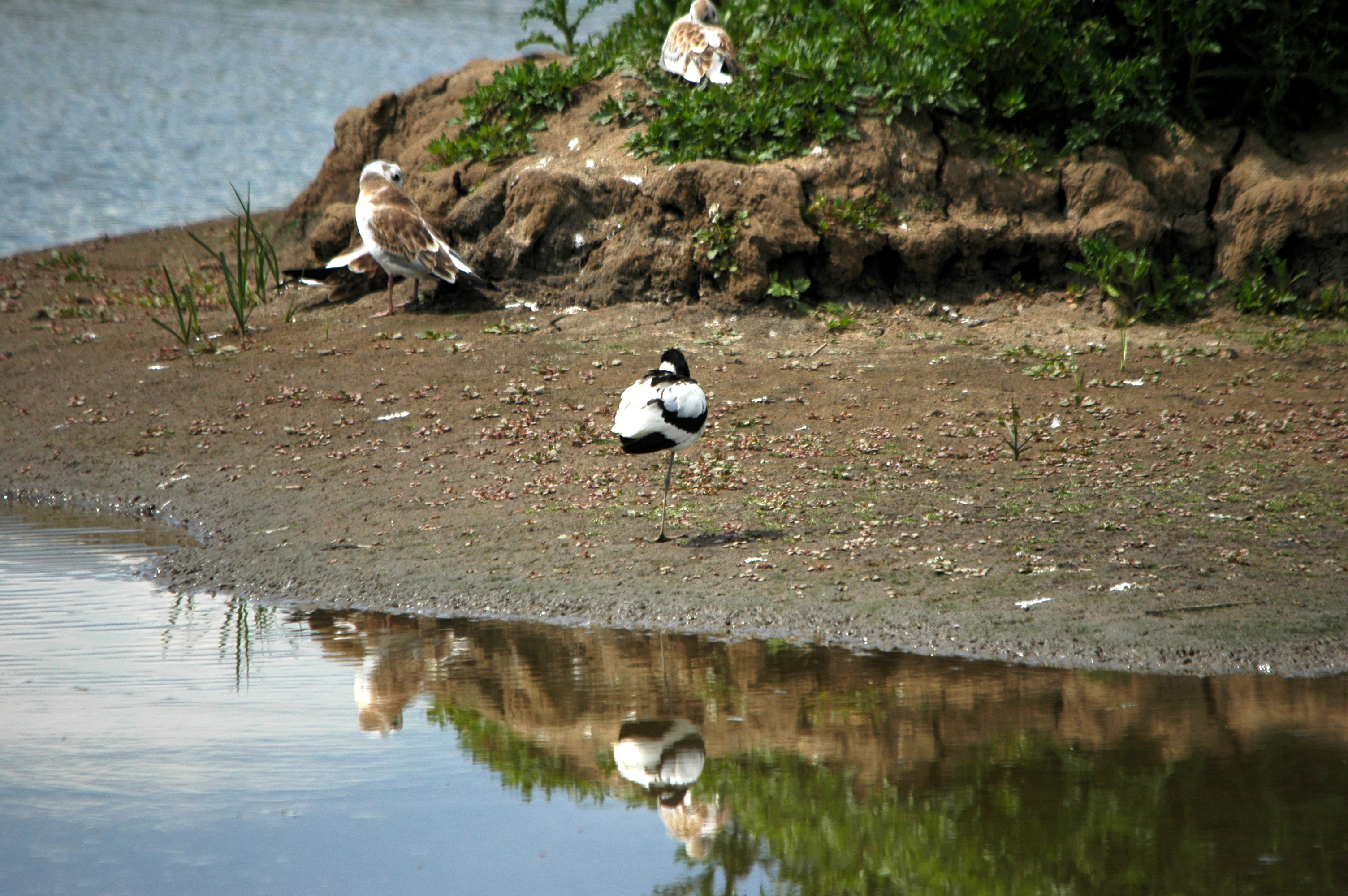 photos/wildlife/Bird_Species/059-Avocets-Stilts/1440-Pied_Avocet/DSC_6293.JPG