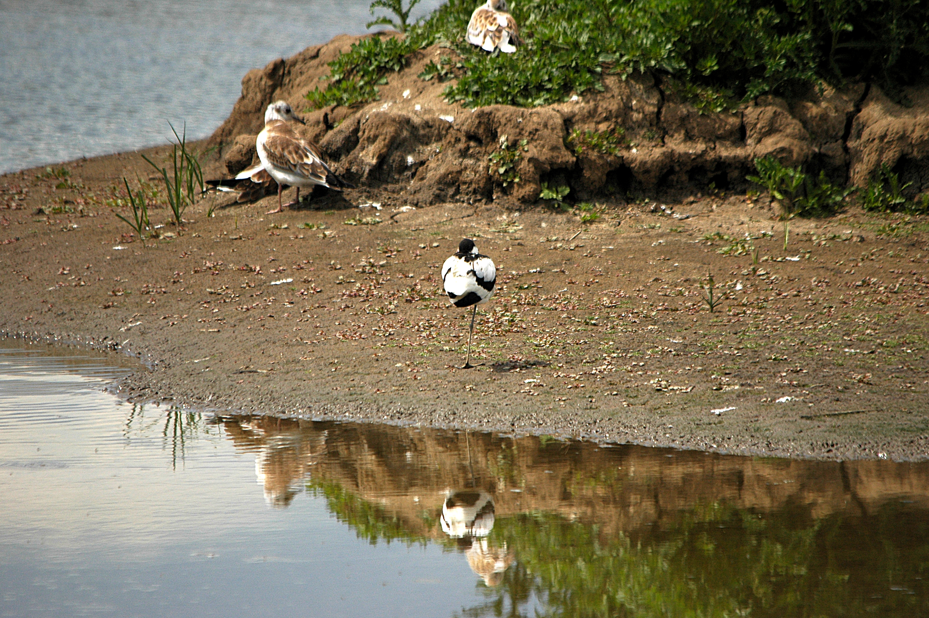 photos/wildlife/Bird_Species/059-Avocets-Stilts/1440-Pied_Avocet/DSC_6294.JPG