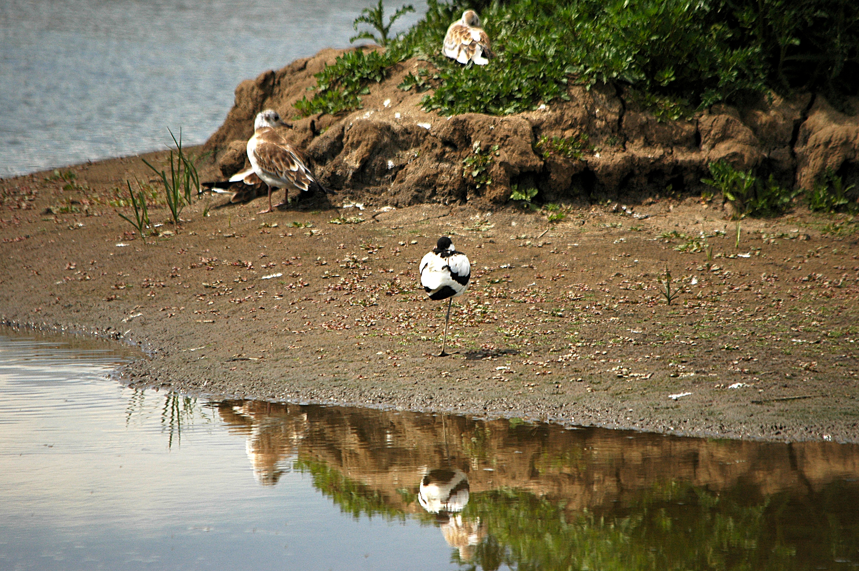 photos/wildlife/Bird_Species/059-Avocets-Stilts/1440-Pied_Avocet/DSC_6295.JPG