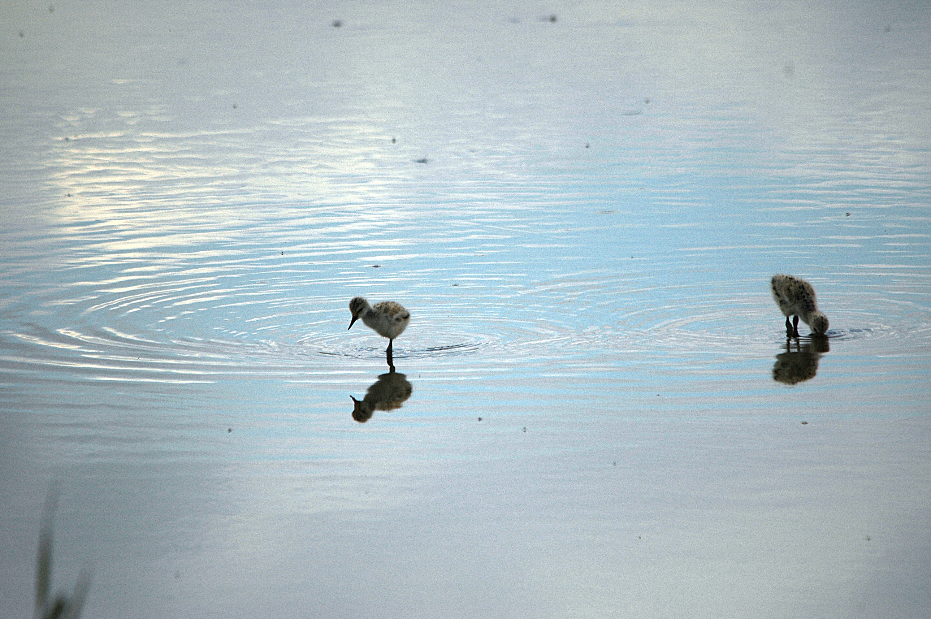 photos/wildlife/Bird_Species/059-Avocets-Stilts/1440-Pied_Avocet/DSC_6299.JPG