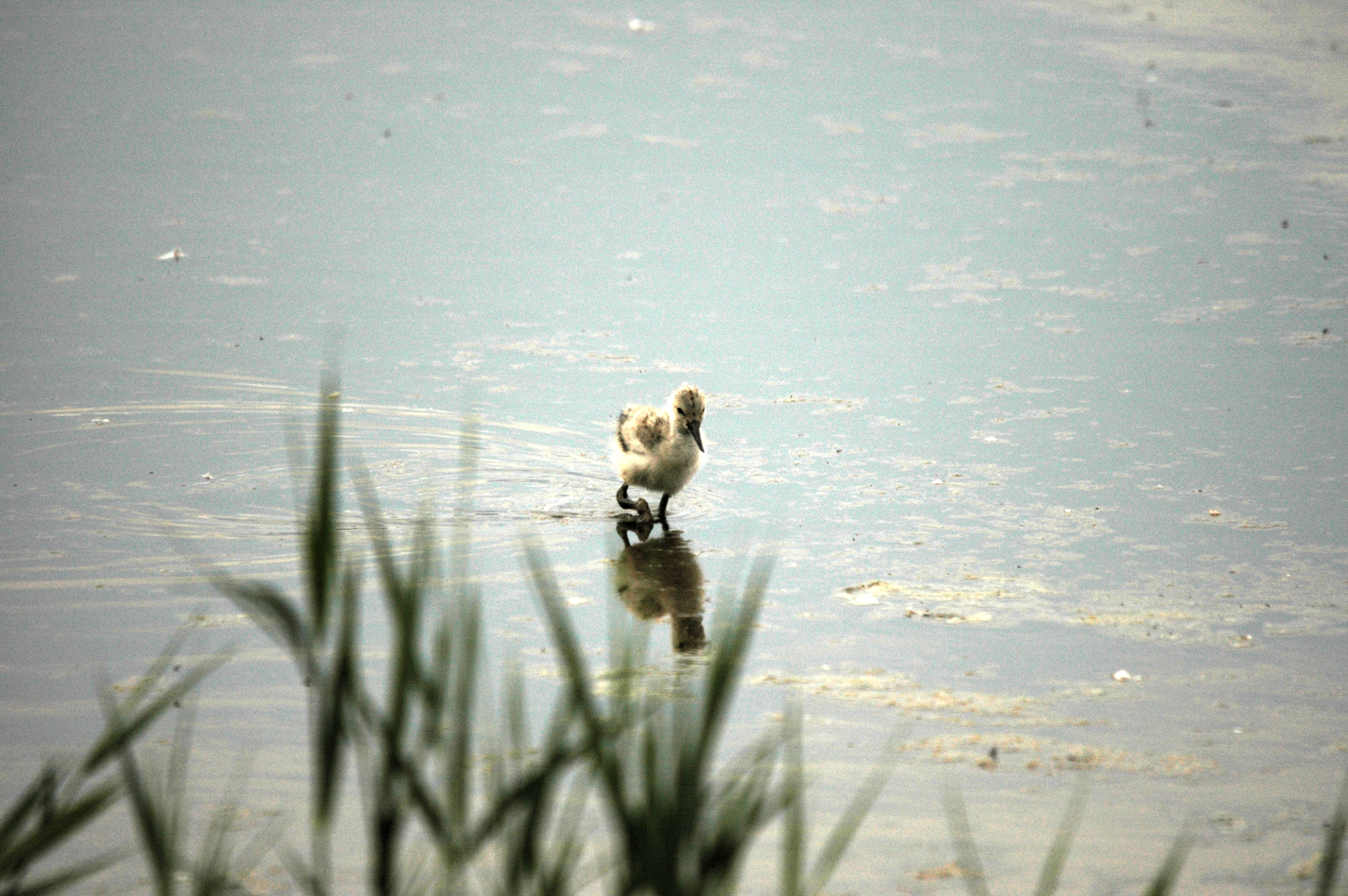 photos/wildlife/Bird_Species/059-Avocets-Stilts/1440-Pied_Avocet/DSC_6397.JPG