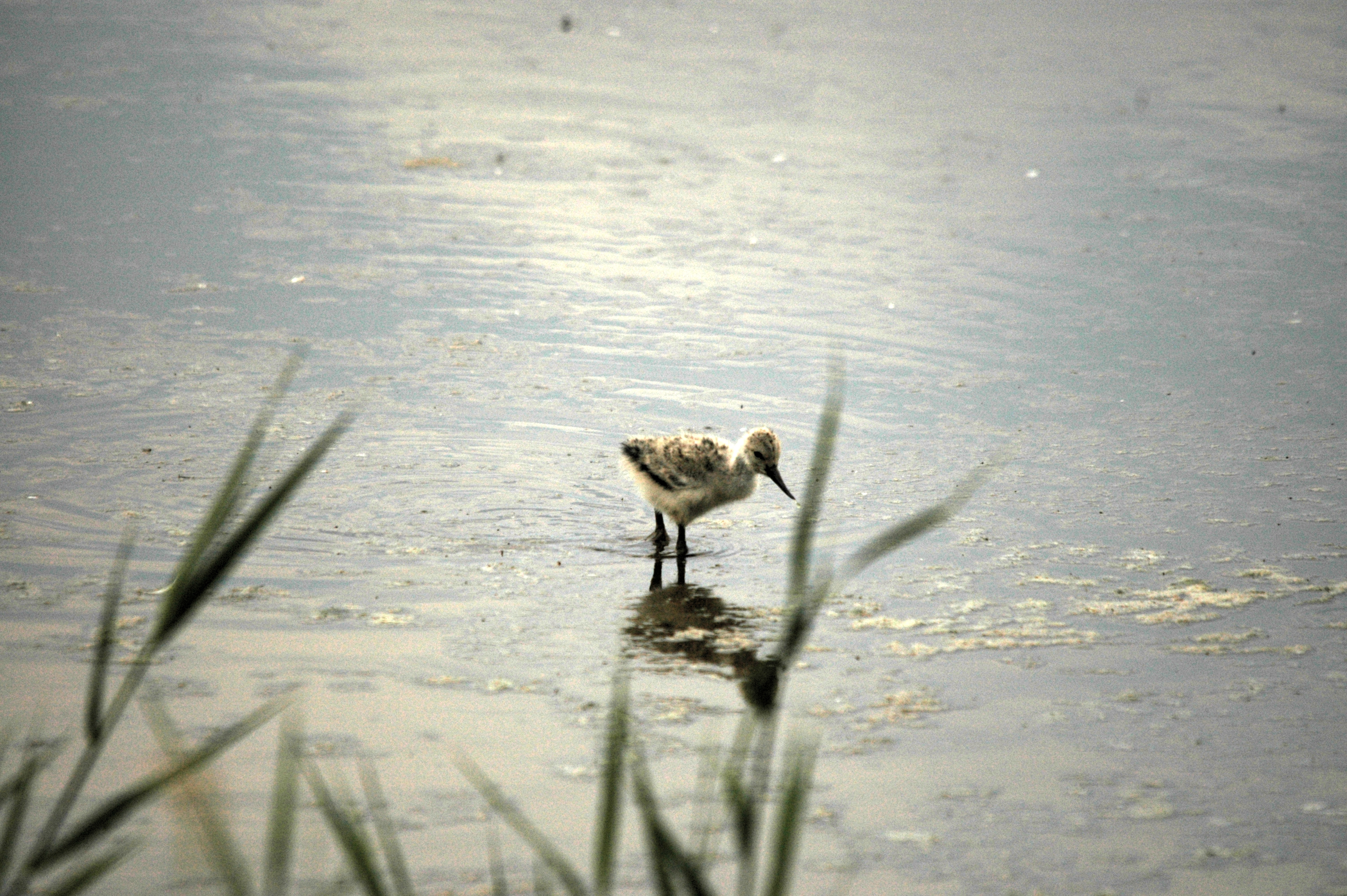 photos/wildlife/Bird_Species/059-Avocets-Stilts/1440-Pied_Avocet/DSC_6403.JPG