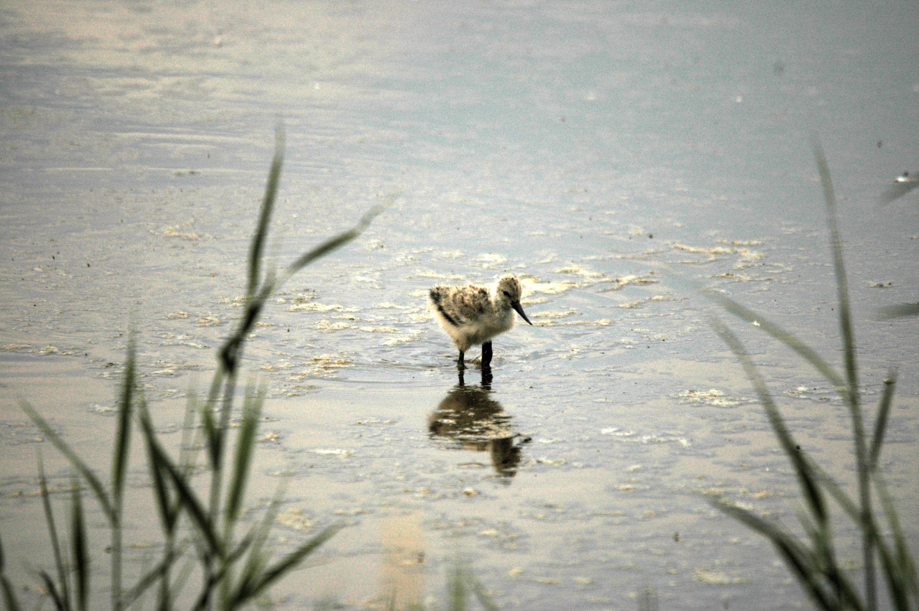 photos/wildlife/Bird_Species/059-Avocets-Stilts/1440-Pied_Avocet/DSC_6404.JPG