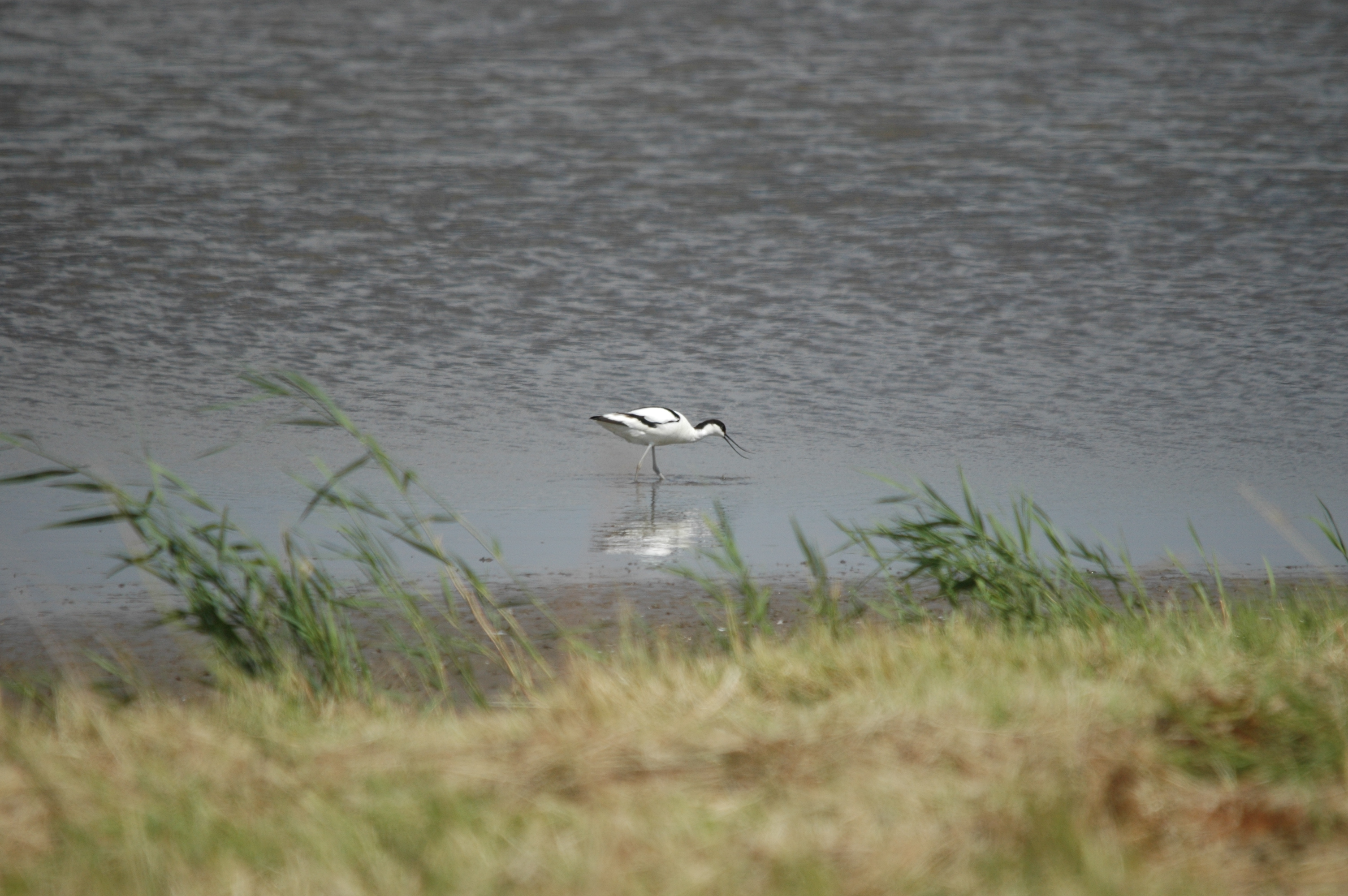 photos/wildlife/Bird_Species/059-Avocets-Stilts/1440-Pied_Avocet/DSC_6785.JPG