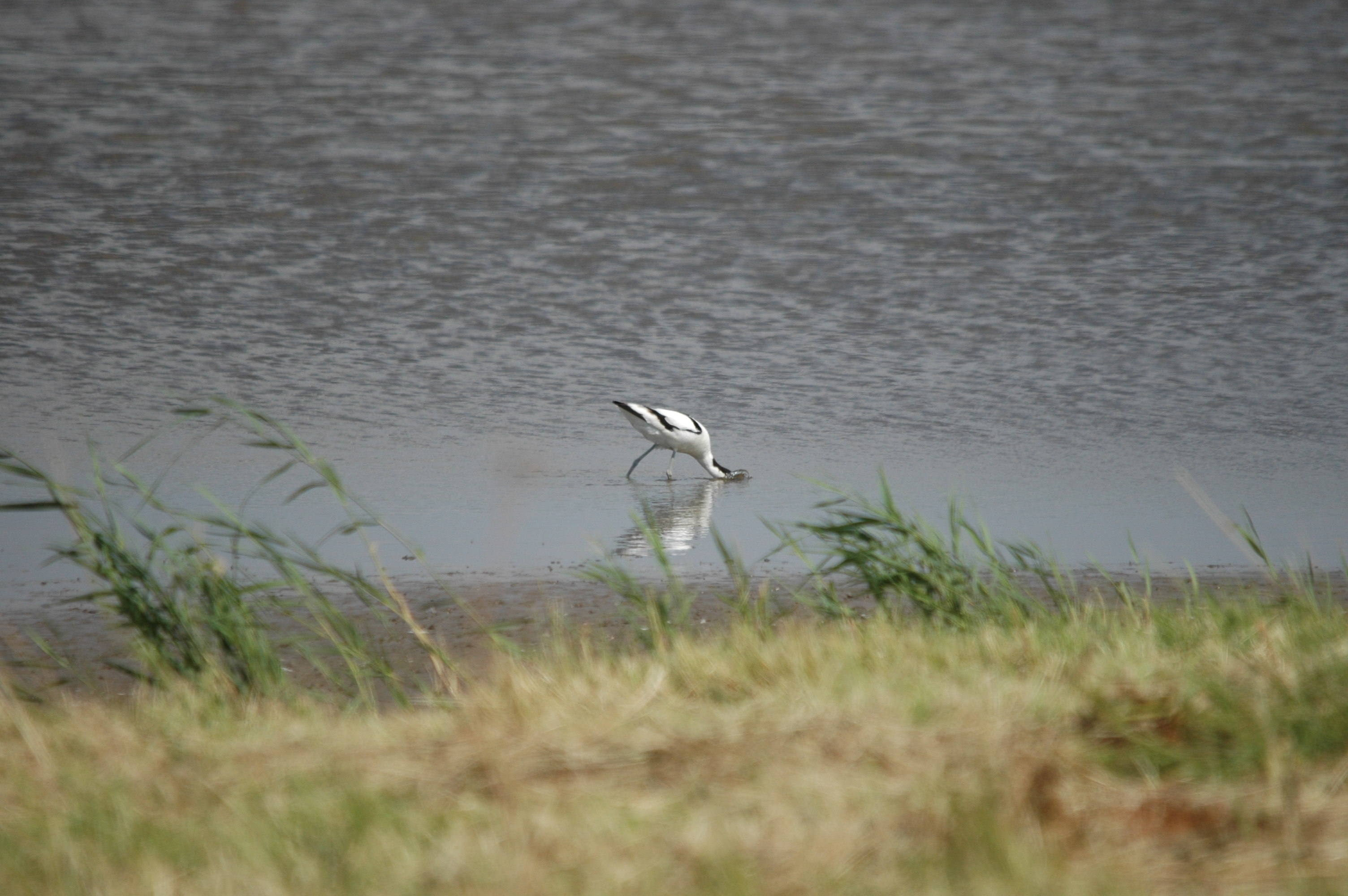 photos/wildlife/Bird_Species/059-Avocets-Stilts/1440-Pied_Avocet/DSC_6786.JPG
