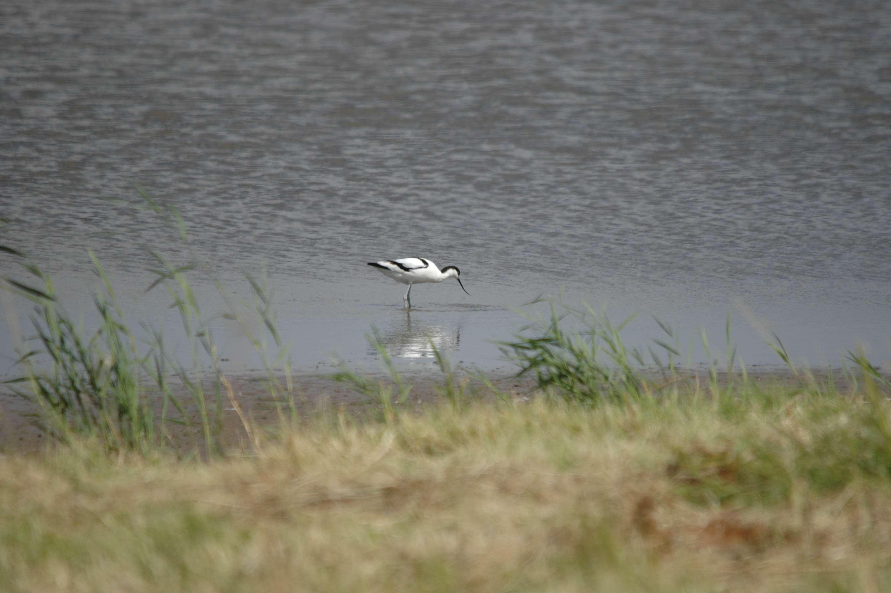 photos/wildlife/Bird_Species/059-Avocets-Stilts/1440-Pied_Avocet/DSC_6787.JPG
