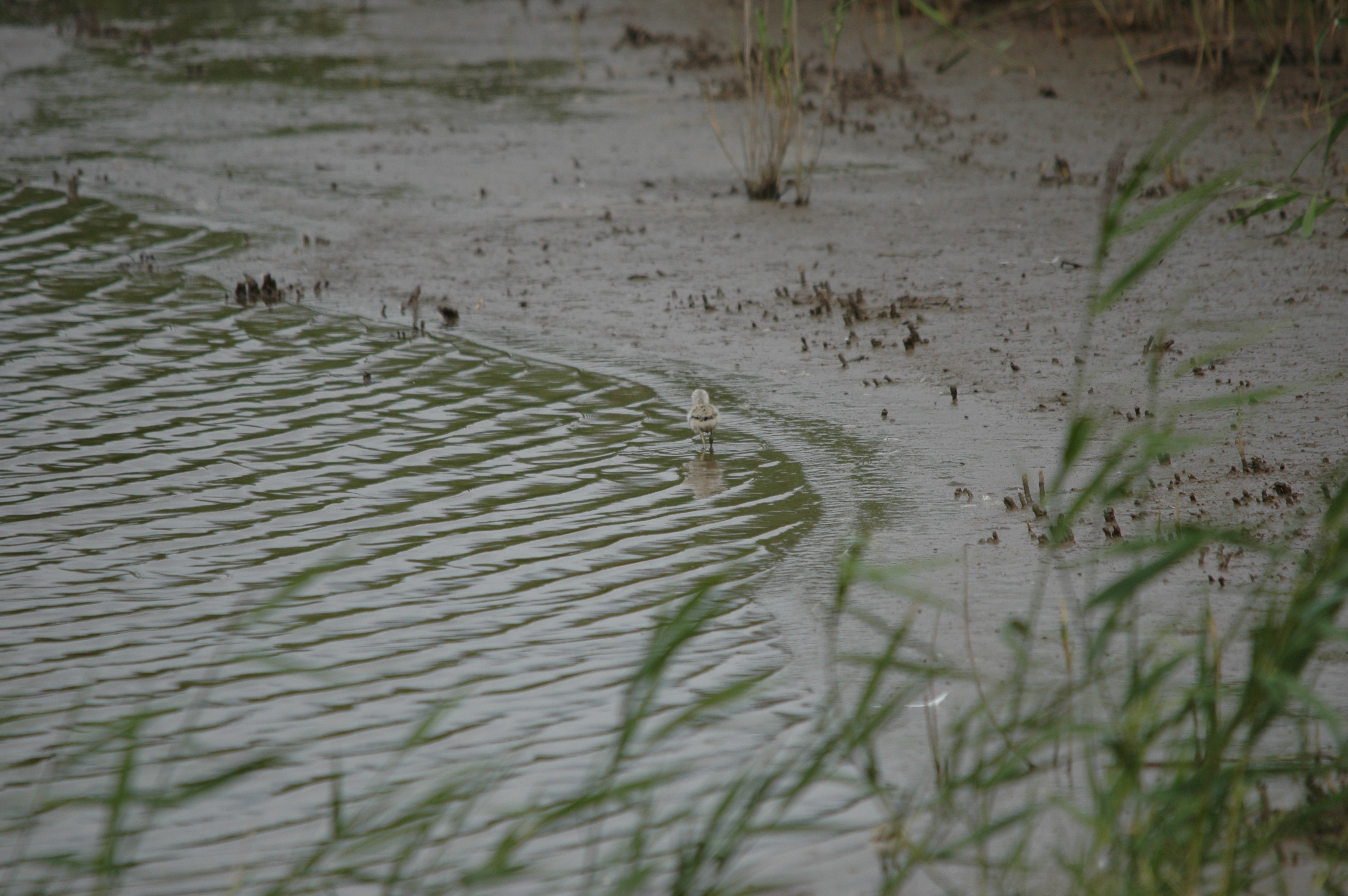 photos/wildlife/Bird_Species/059-Avocets-Stilts/1440-Pied_Avocet/DSC_6973.JPG