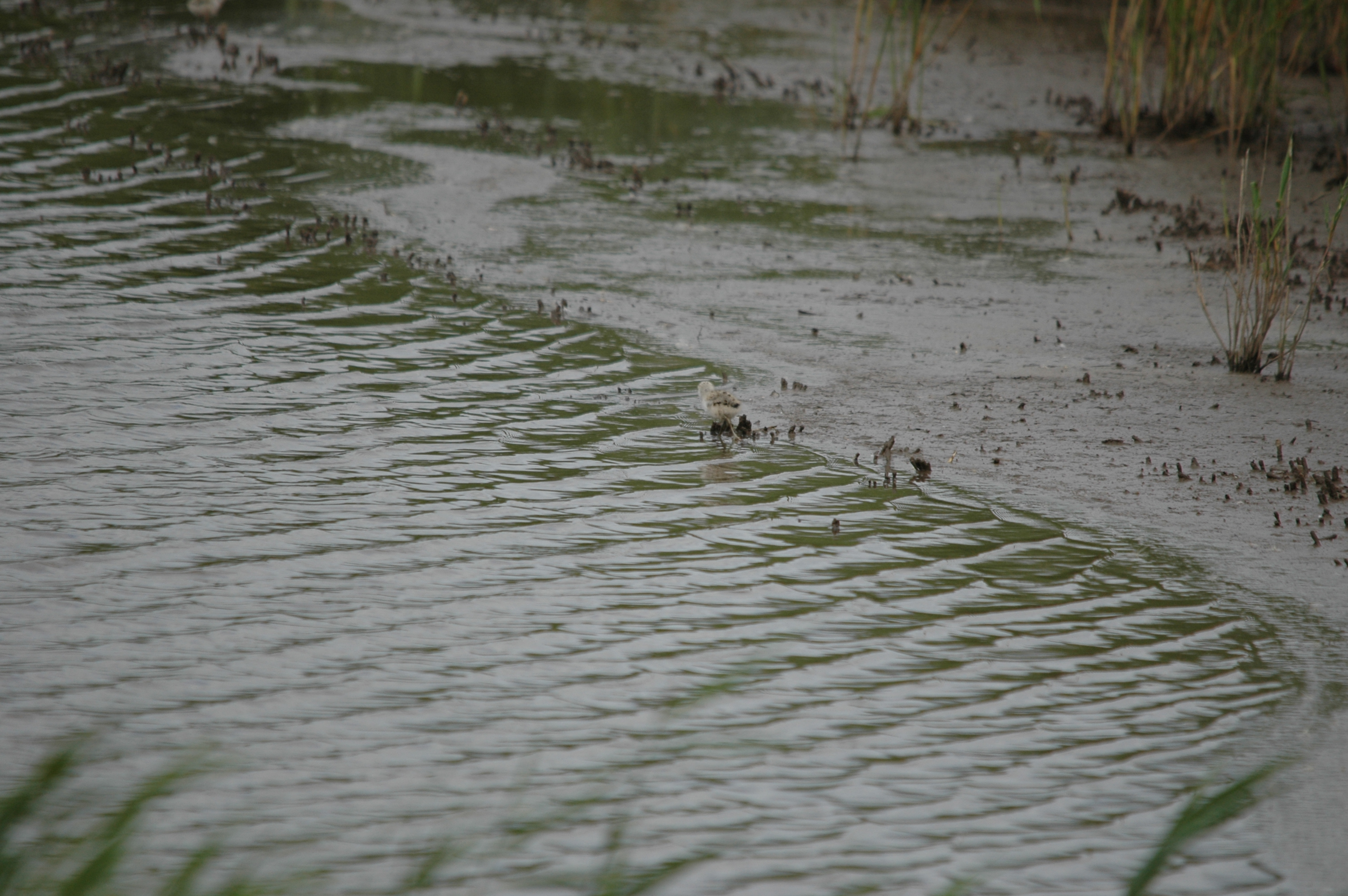 photos/wildlife/Bird_Species/059-Avocets-Stilts/1440-Pied_Avocet/DSC_6975.JPG
