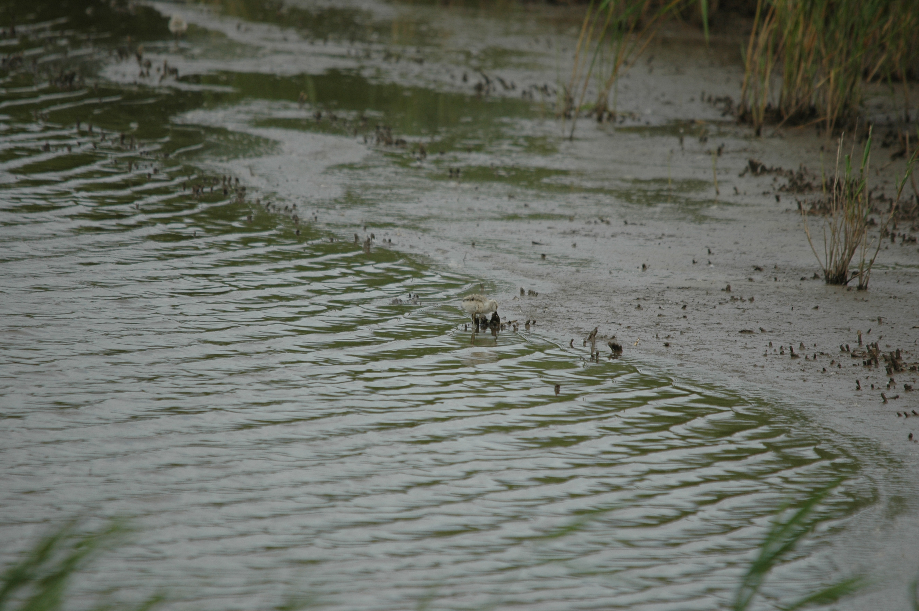 photos/wildlife/Bird_Species/059-Avocets-Stilts/1440-Pied_Avocet/DSC_6976.JPG
