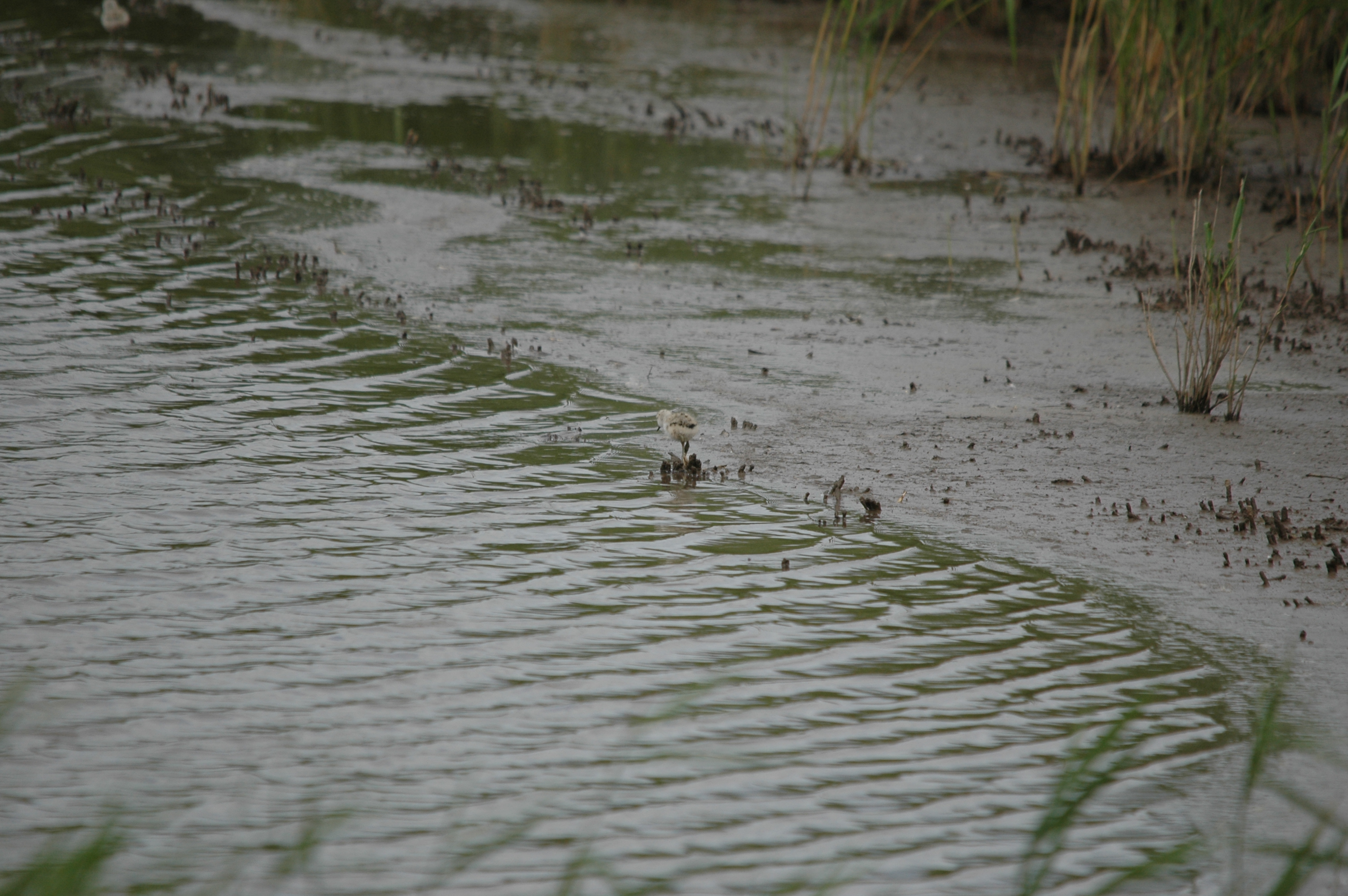 photos/wildlife/Bird_Species/059-Avocets-Stilts/1440-Pied_Avocet/DSC_6978.JPG