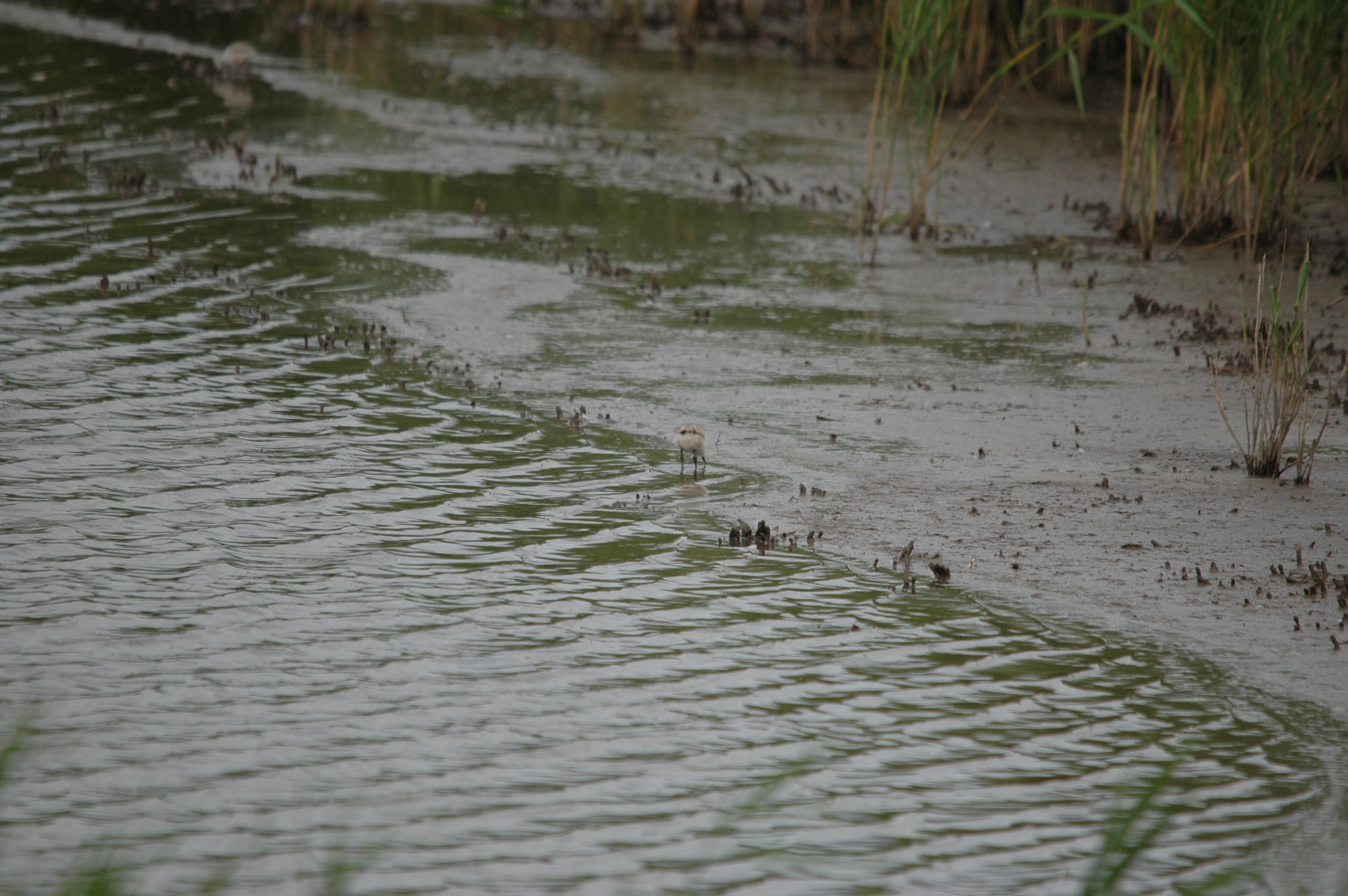photos/wildlife/Bird_Species/059-Avocets-Stilts/1440-Pied_Avocet/DSC_6980.JPG