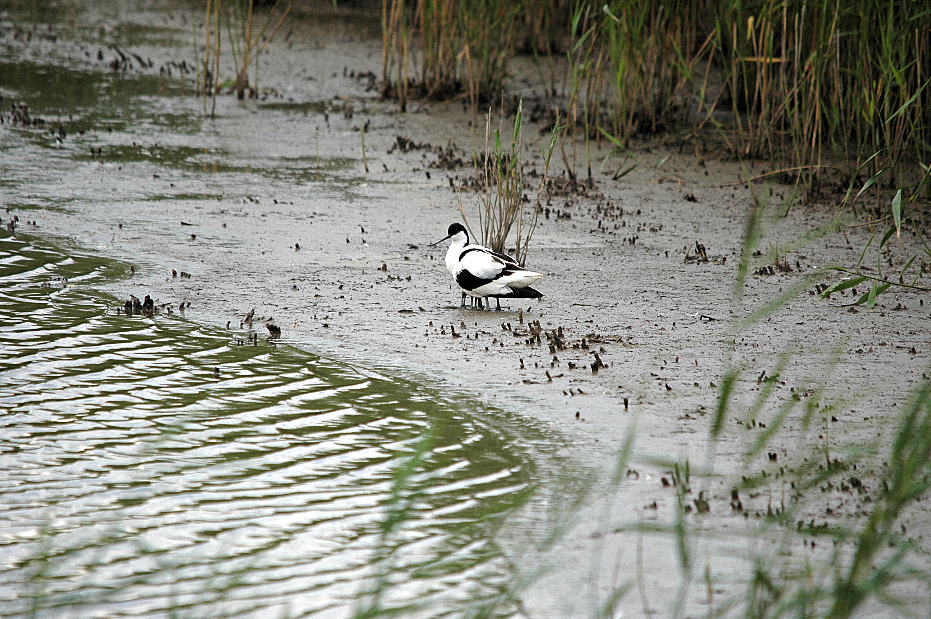 photos/wildlife/Bird_Species/059-Avocets-Stilts/1440-Pied_Avocet/DSC_6981.JPG
