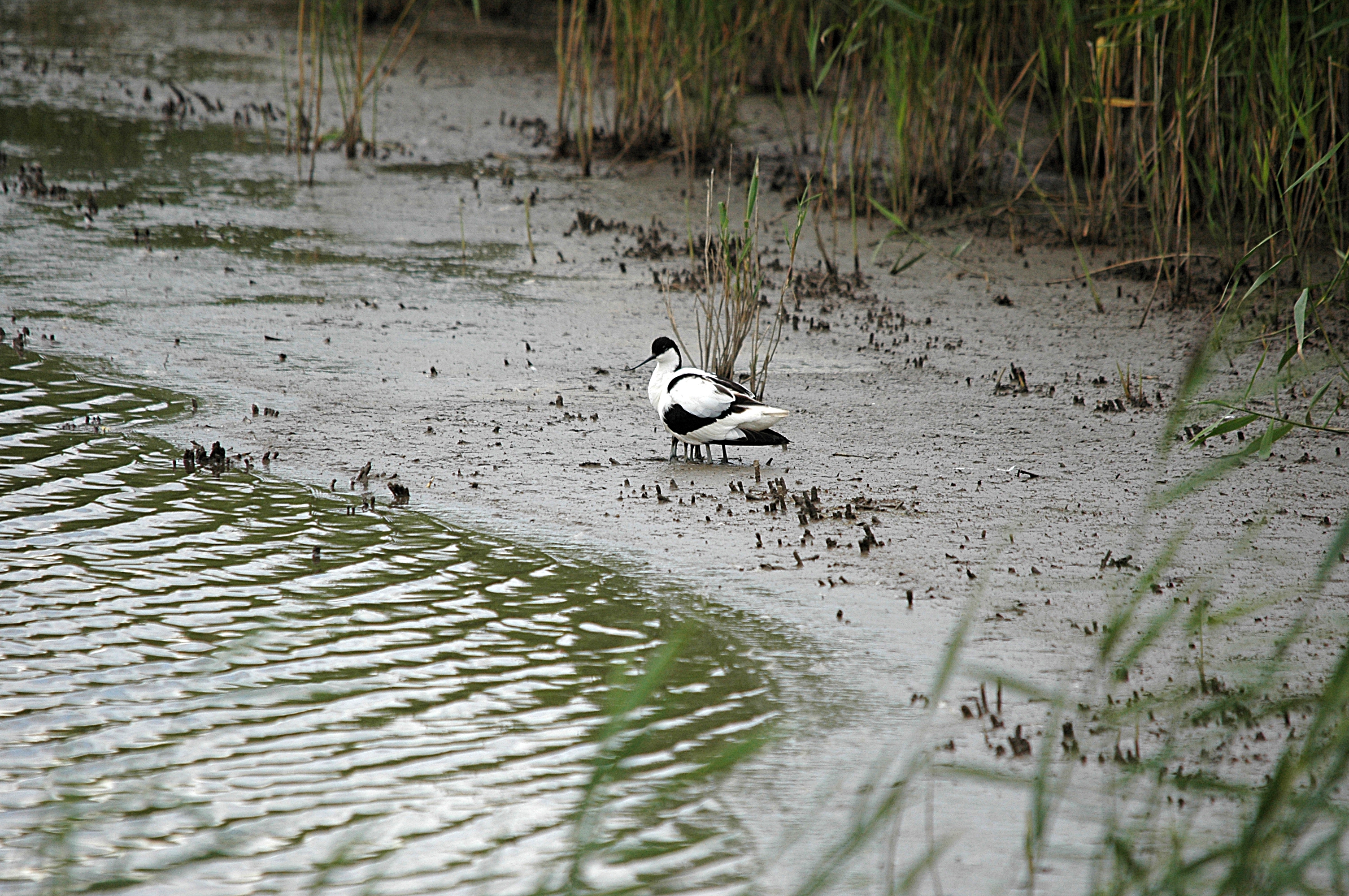 photos/wildlife/Bird_Species/059-Avocets-Stilts/1440-Pied_Avocet/DSC_6982.JPG