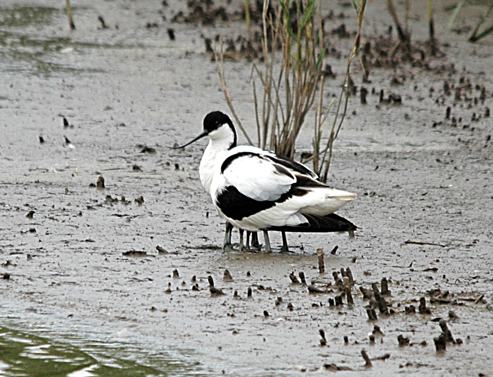 photos/wildlife/Bird_Species/059-Avocets-Stilts/1440-Pied_Avocet/DSC_6982_sm.jpg
