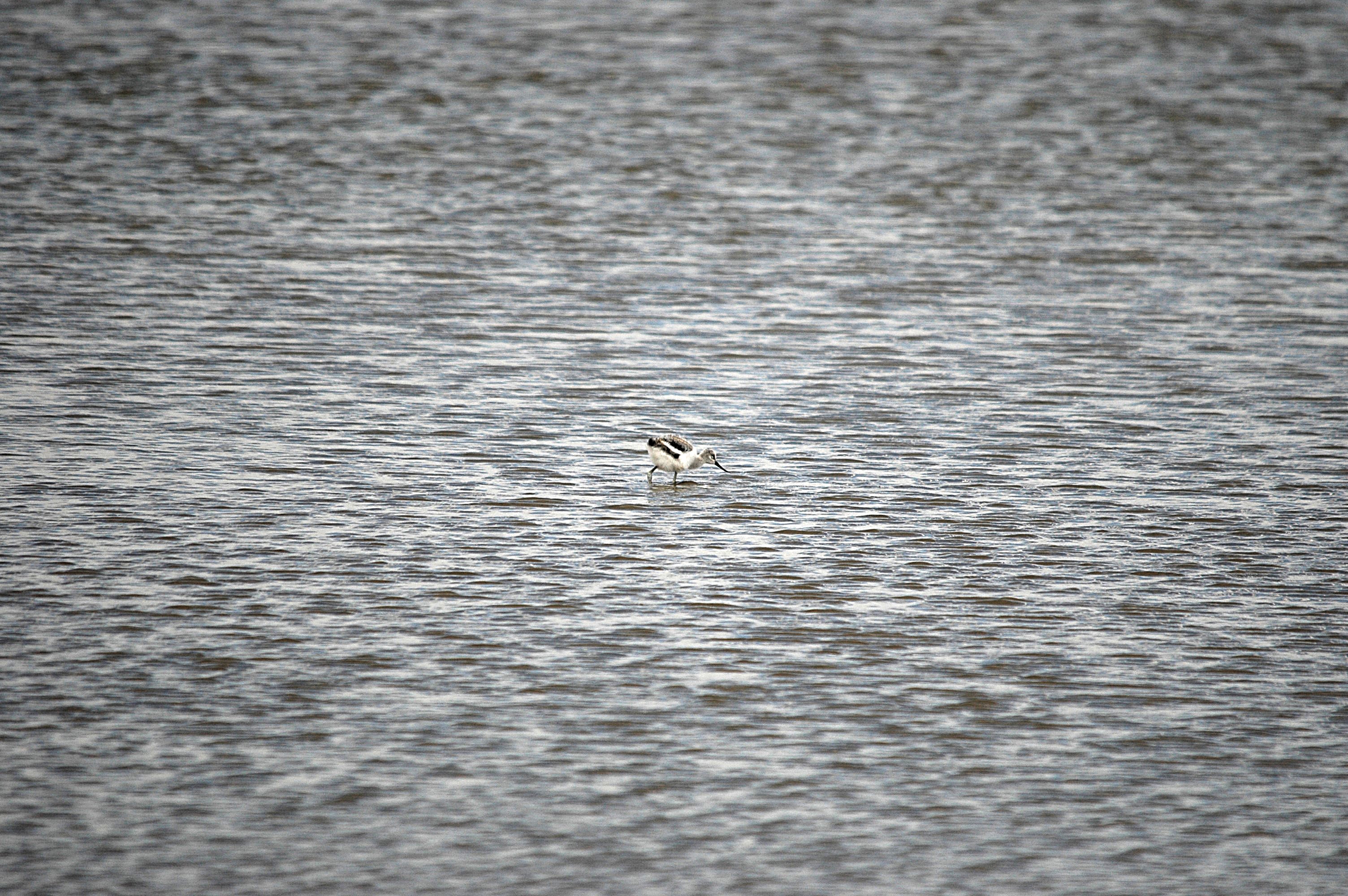 photos/wildlife/Bird_Species/059-Avocets-Stilts/1440-Pied_Avocet/DSC_7080.JPG