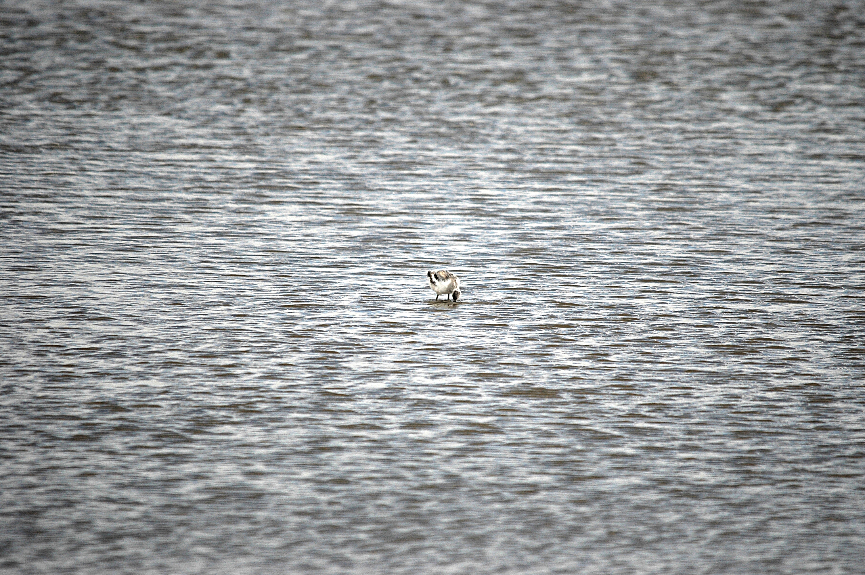 photos/wildlife/Bird_Species/059-Avocets-Stilts/1440-Pied_Avocet/DSC_7081.JPG