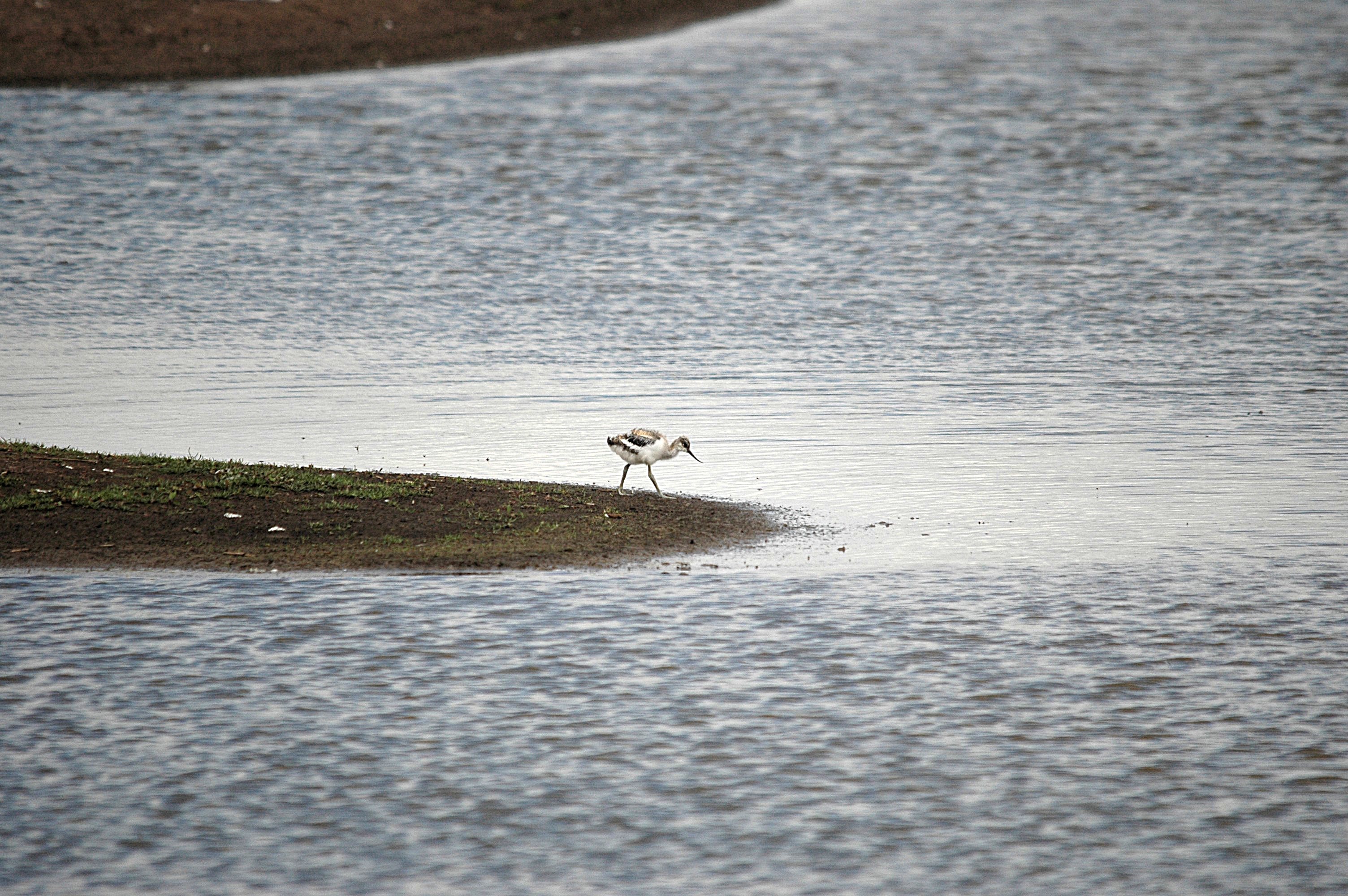 photos/wildlife/Bird_Species/059-Avocets-Stilts/1440-Pied_Avocet/DSC_7082.JPG