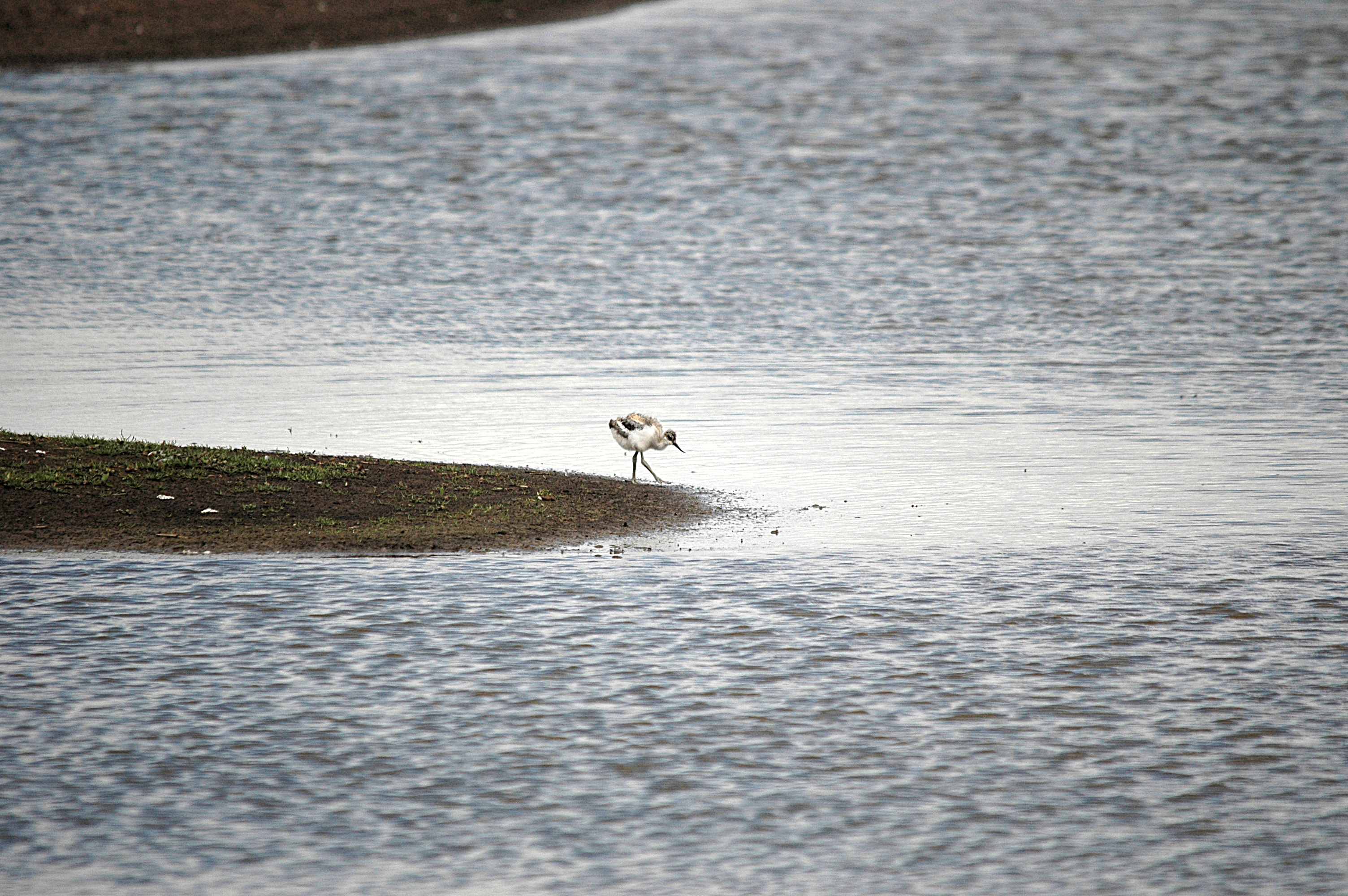 photos/wildlife/Bird_Species/059-Avocets-Stilts/1440-Pied_Avocet/DSC_7083.JPG