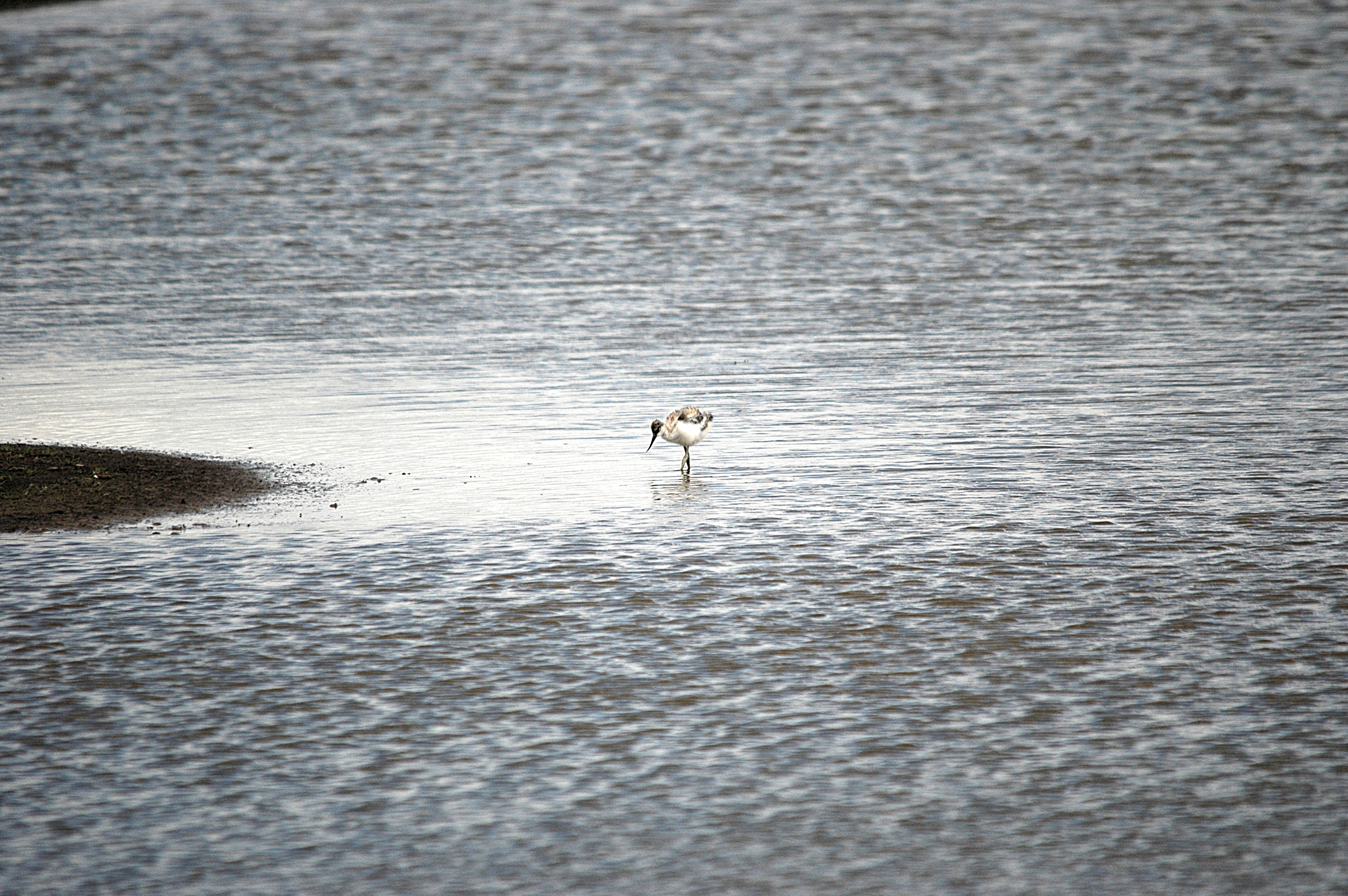 photos/wildlife/Bird_Species/059-Avocets-Stilts/1440-Pied_Avocet/DSC_7086.JPG