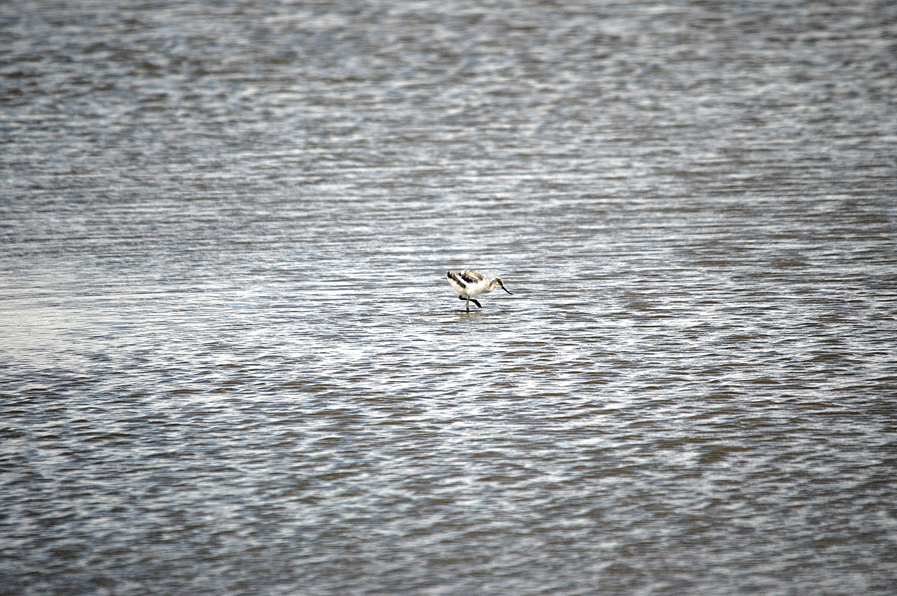 photos/wildlife/Bird_Species/059-Avocets-Stilts/1440-Pied_Avocet/DSC_7087.JPG