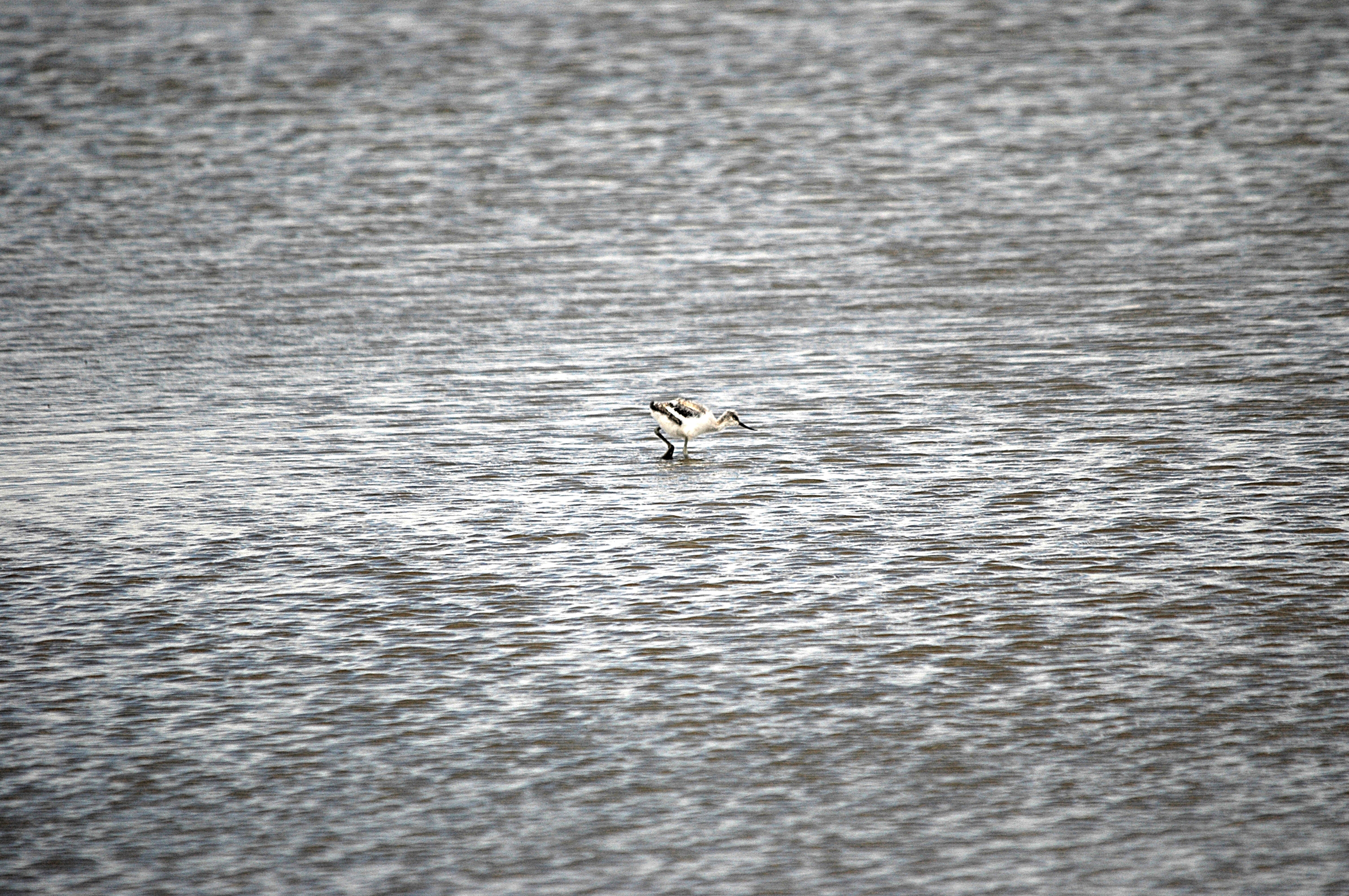 photos/wildlife/Bird_Species/059-Avocets-Stilts/1440-Pied_Avocet/DSC_7088.JPG