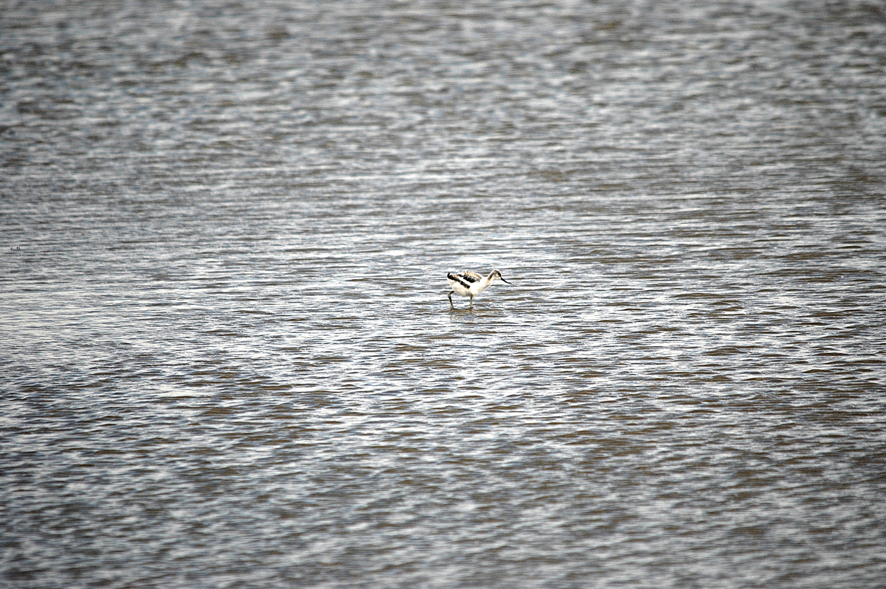 photos/wildlife/Bird_Species/059-Avocets-Stilts/1440-Pied_Avocet/DSC_7089.JPG