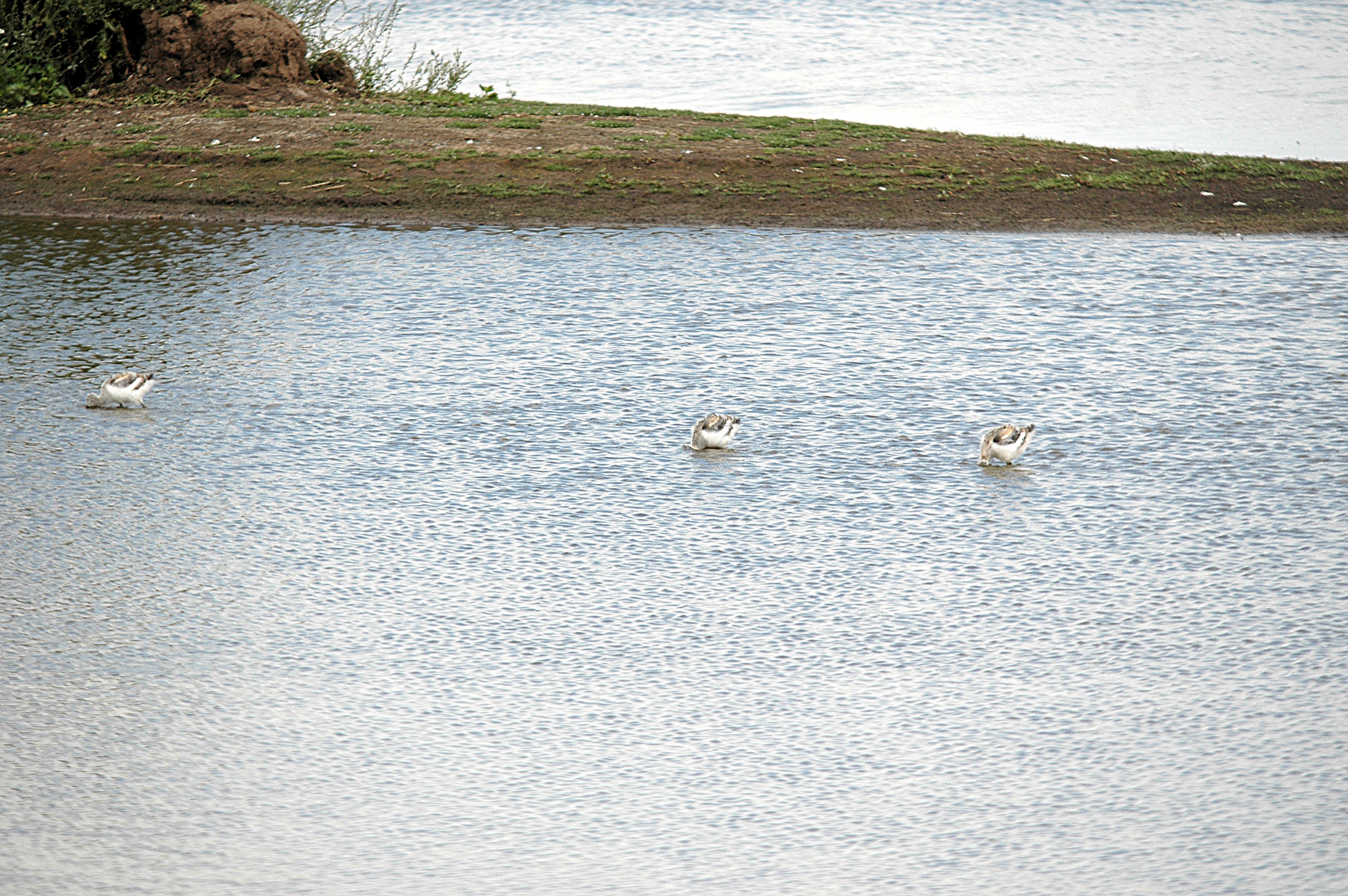 photos/wildlife/Bird_Species/059-Avocets-Stilts/1440-Pied_Avocet/DSC_7090.JPG