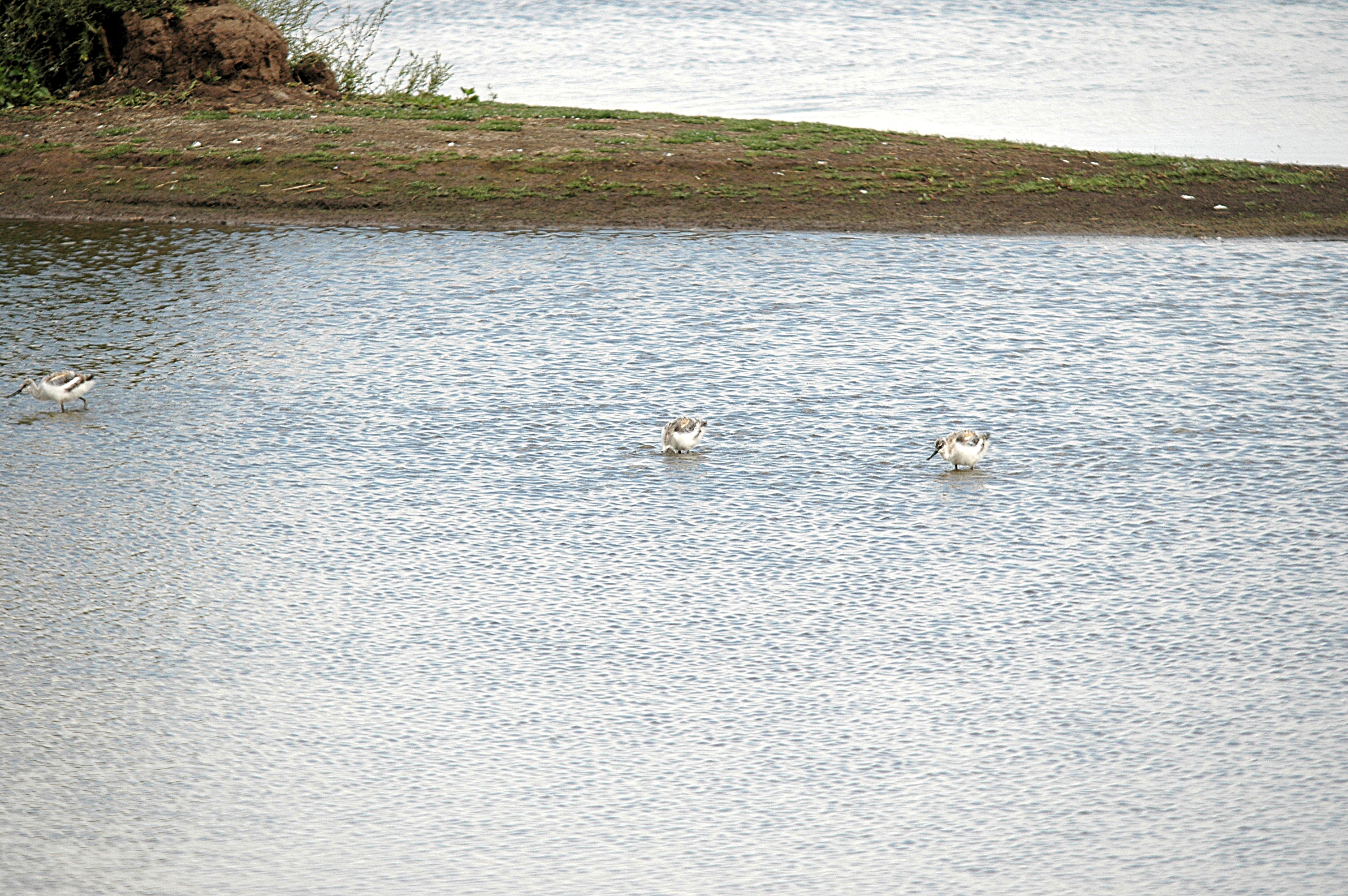 photos/wildlife/Bird_Species/059-Avocets-Stilts/1440-Pied_Avocet/DSC_7091.JPG