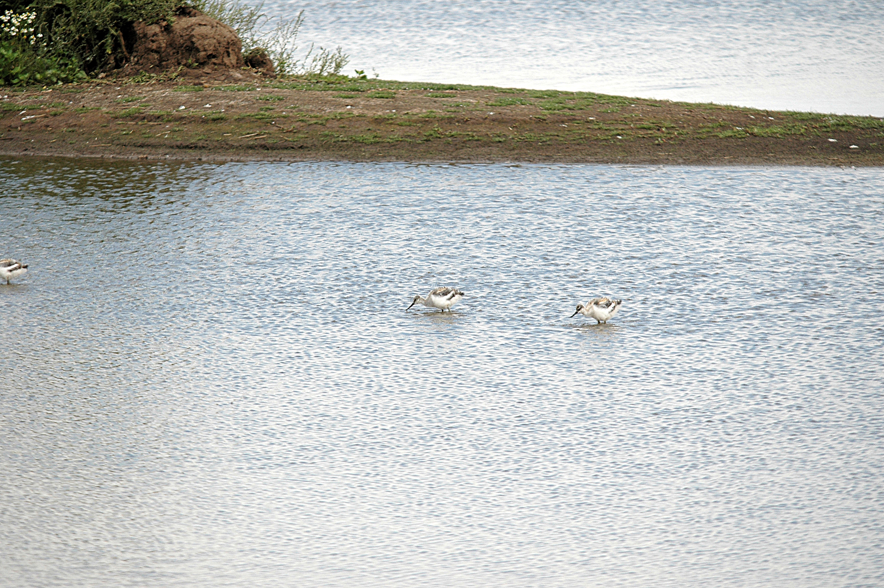 photos/wildlife/Bird_Species/059-Avocets-Stilts/1440-Pied_Avocet/DSC_7092.JPG