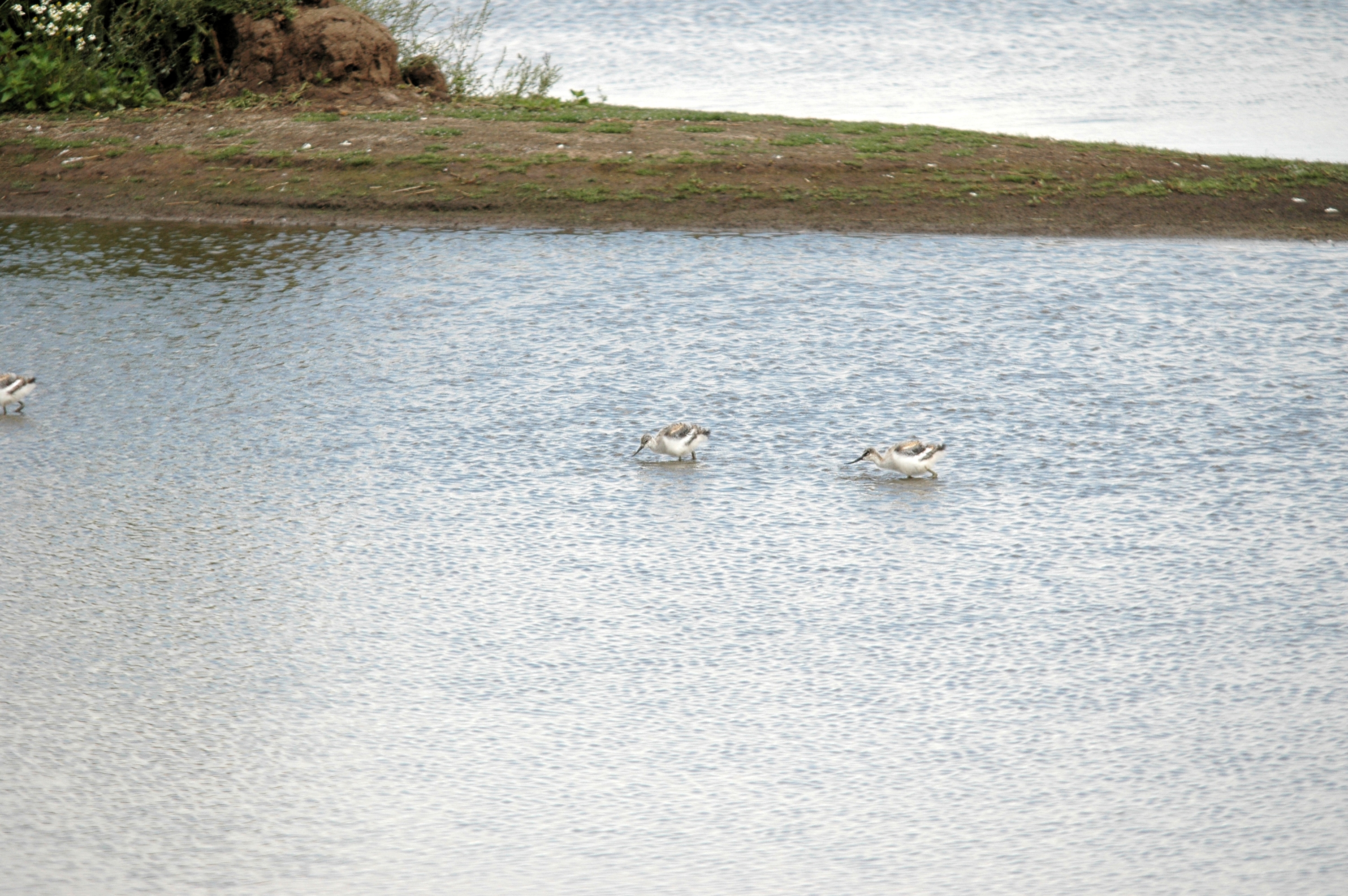 photos/wildlife/Bird_Species/059-Avocets-Stilts/1440-Pied_Avocet/DSC_7093.JPG