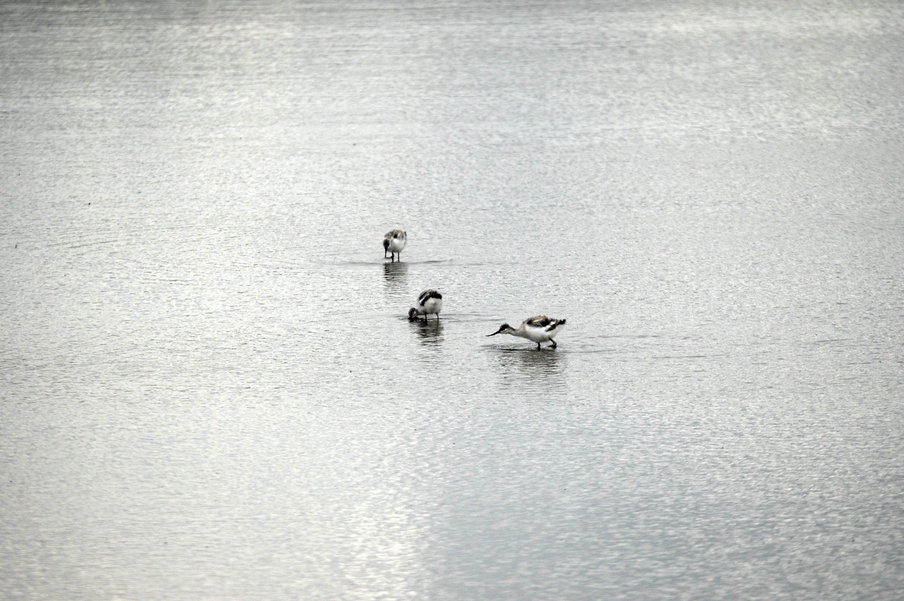 photos/wildlife/Bird_Species/059-Avocets-Stilts/1440-Pied_Avocet/DSC_7094.JPG