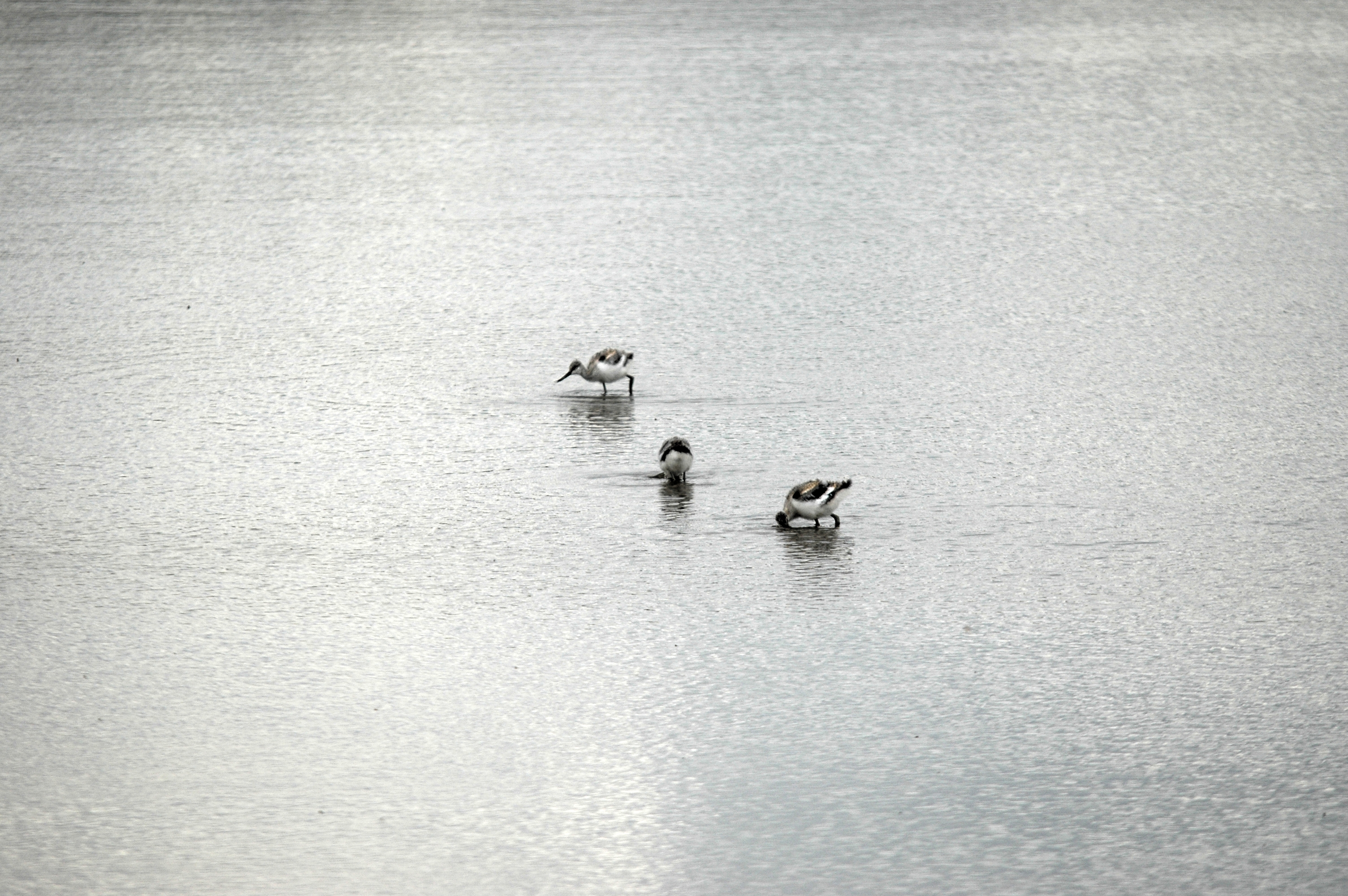 photos/wildlife/Bird_Species/059-Avocets-Stilts/1440-Pied_Avocet/DSC_7095.JPG