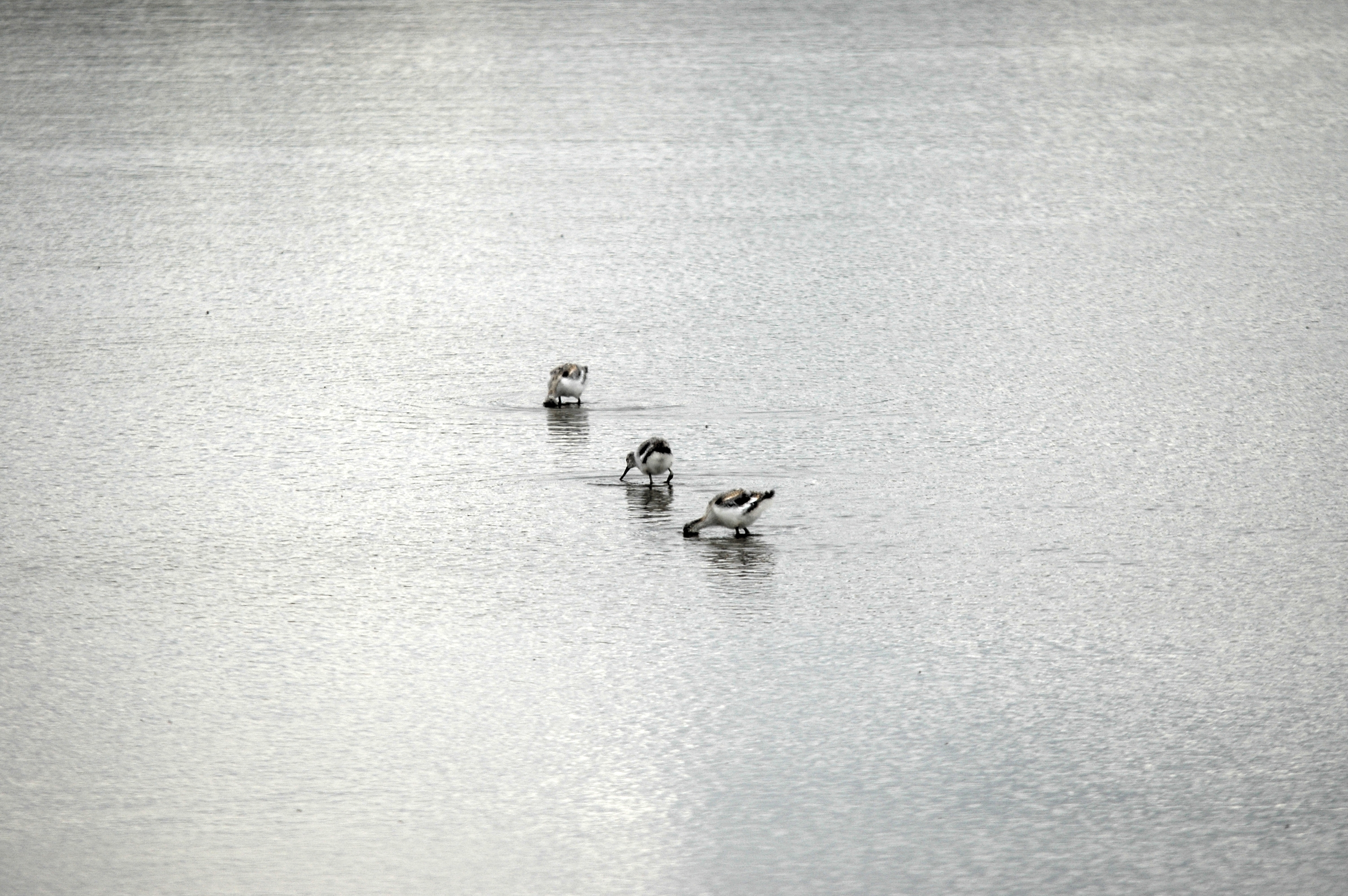 photos/wildlife/Bird_Species/059-Avocets-Stilts/1440-Pied_Avocet/DSC_7096.JPG