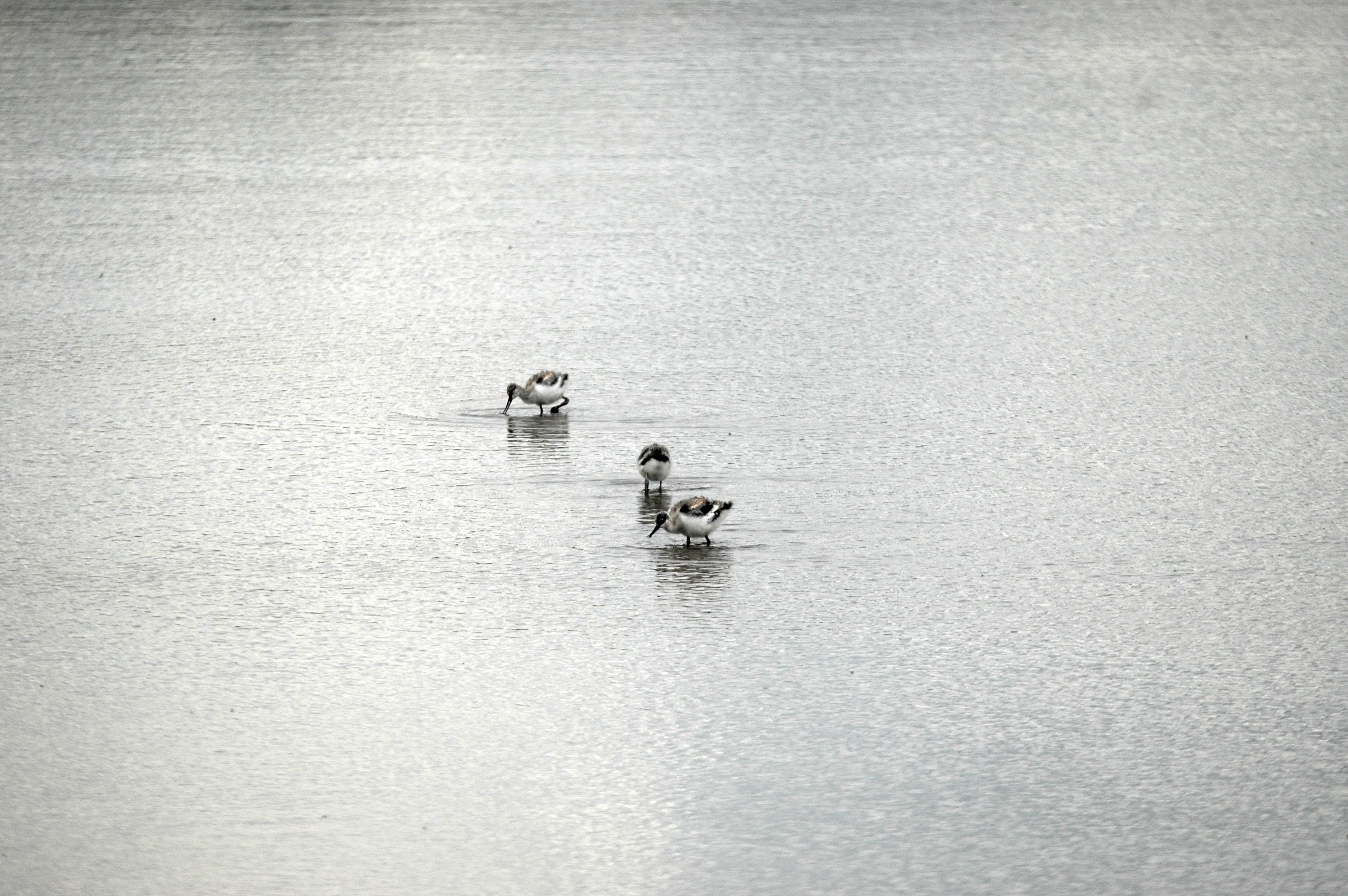 photos/wildlife/Bird_Species/059-Avocets-Stilts/1440-Pied_Avocet/DSC_7097.JPG