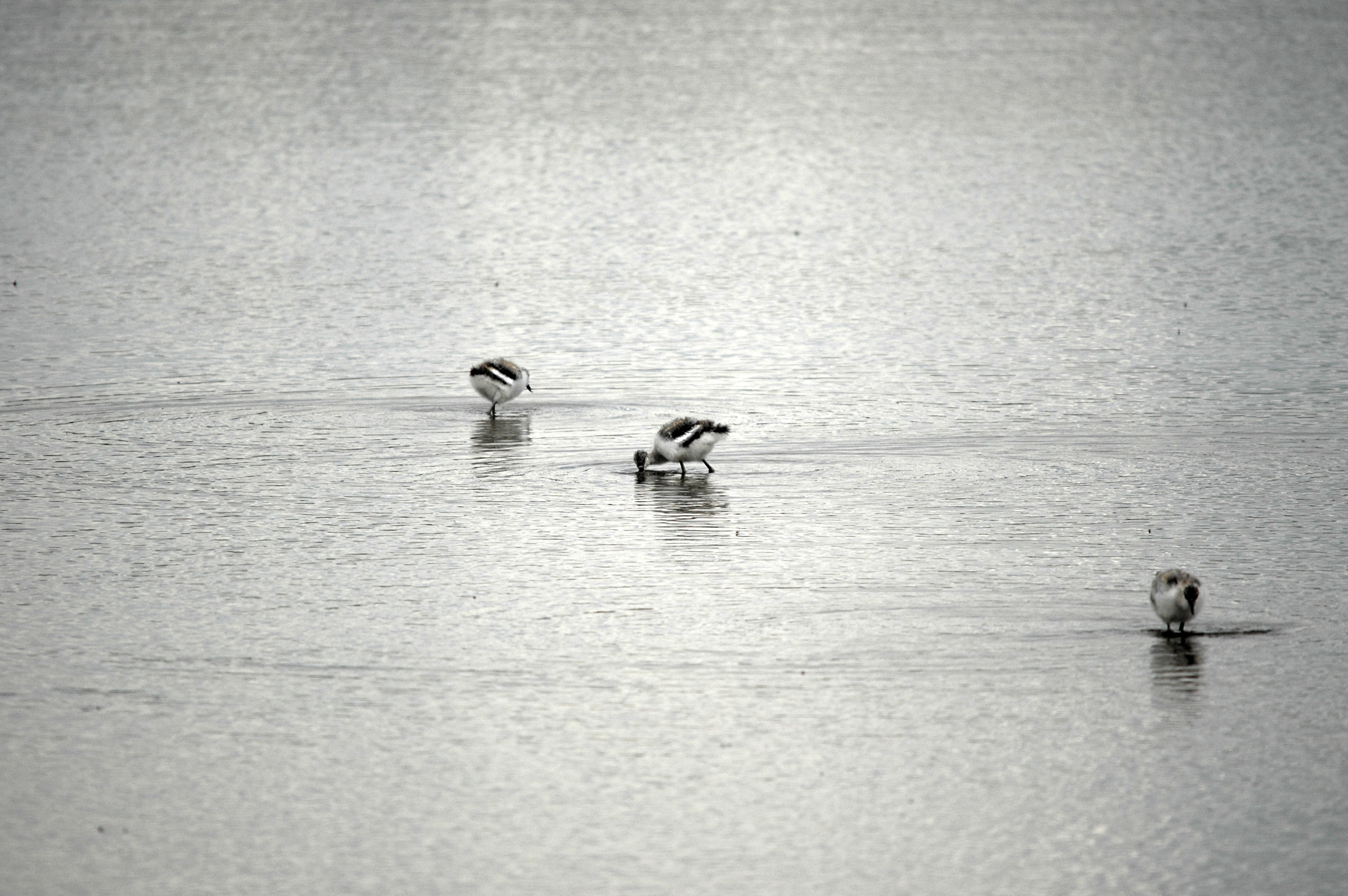 photos/wildlife/Bird_Species/059-Avocets-Stilts/1440-Pied_Avocet/DSC_7098.JPG