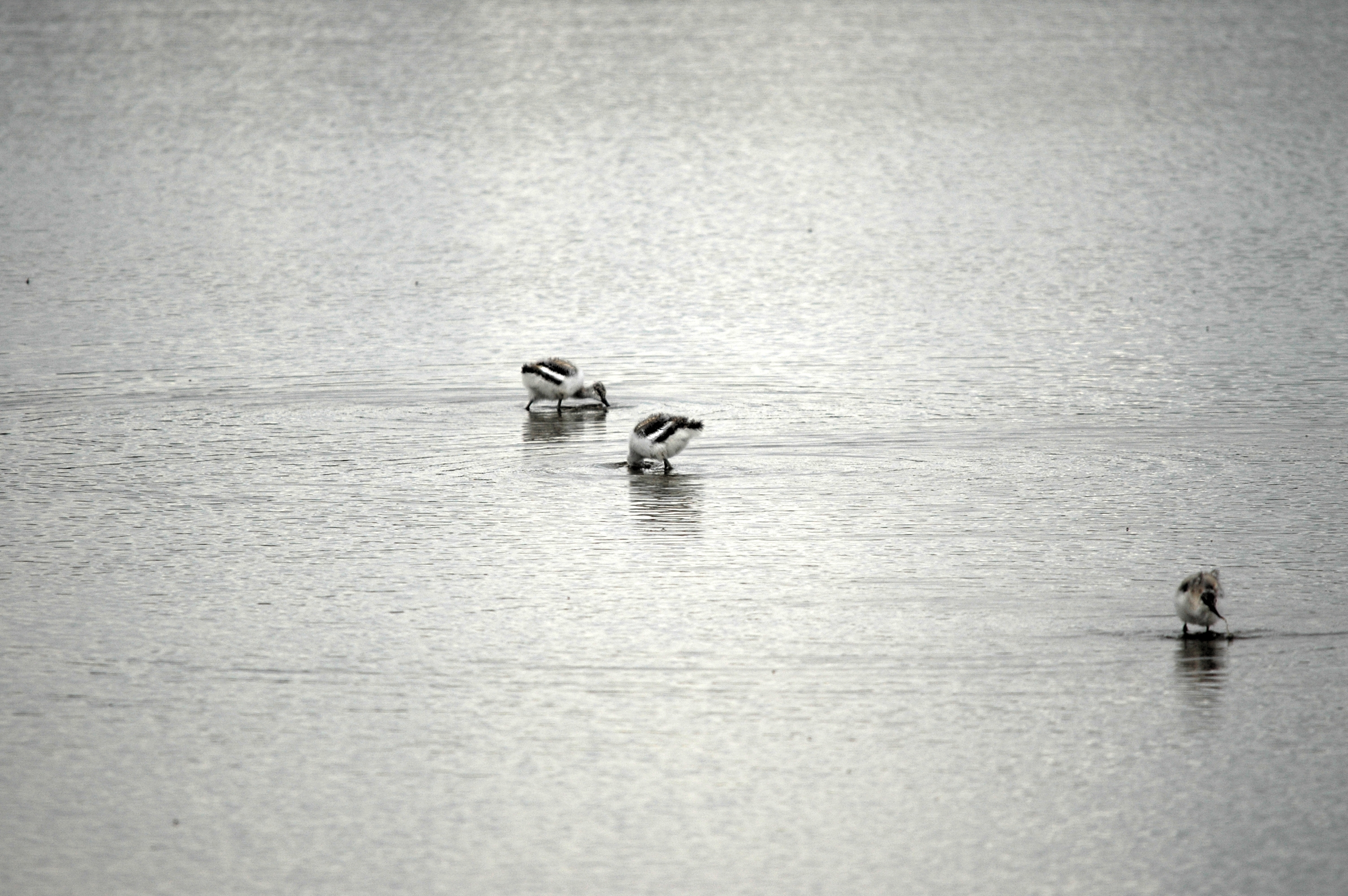 photos/wildlife/Bird_Species/059-Avocets-Stilts/1440-Pied_Avocet/DSC_7099.JPG