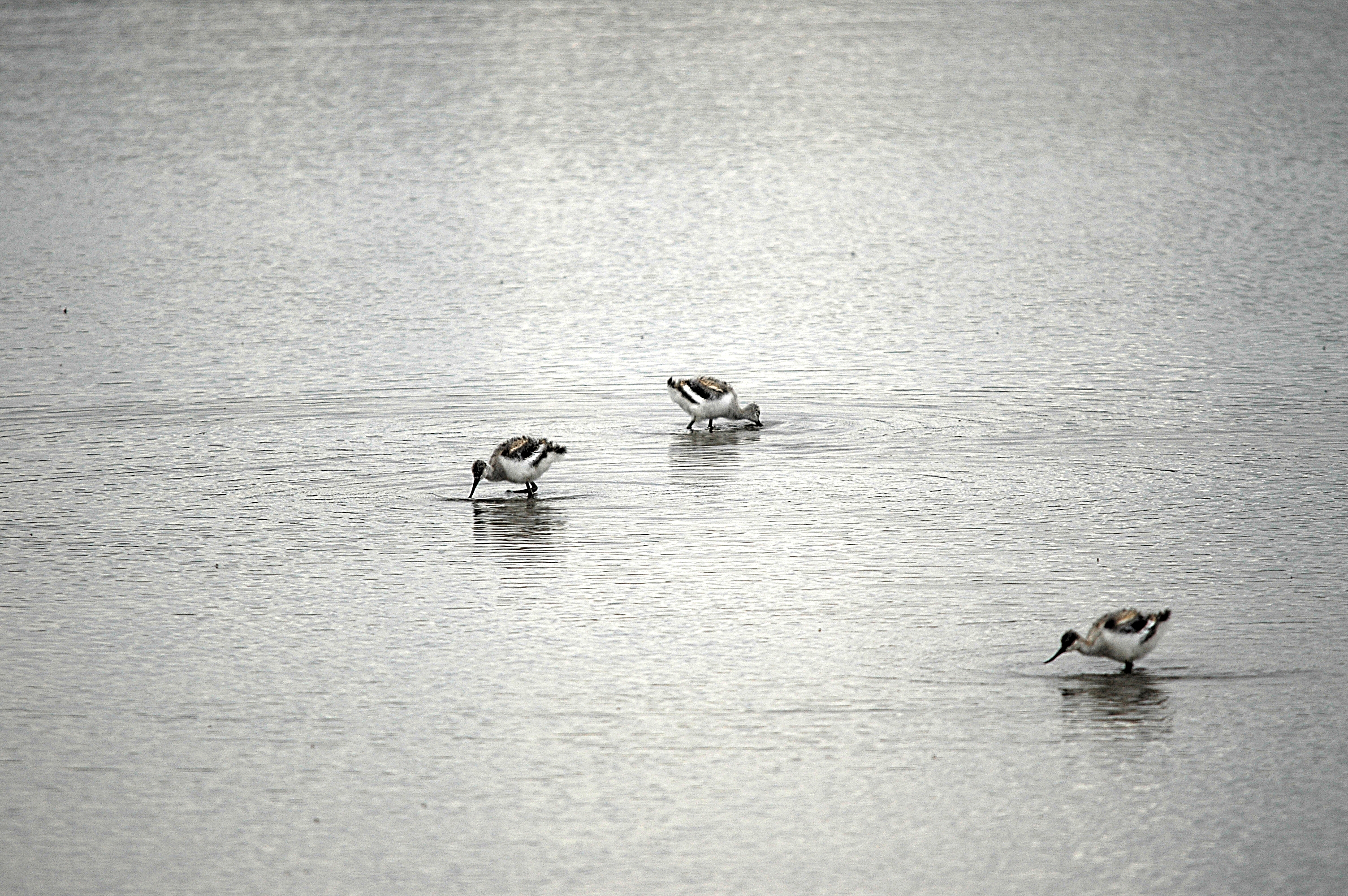 photos/wildlife/Bird_Species/059-Avocets-Stilts/1440-Pied_Avocet/DSC_7100.JPG