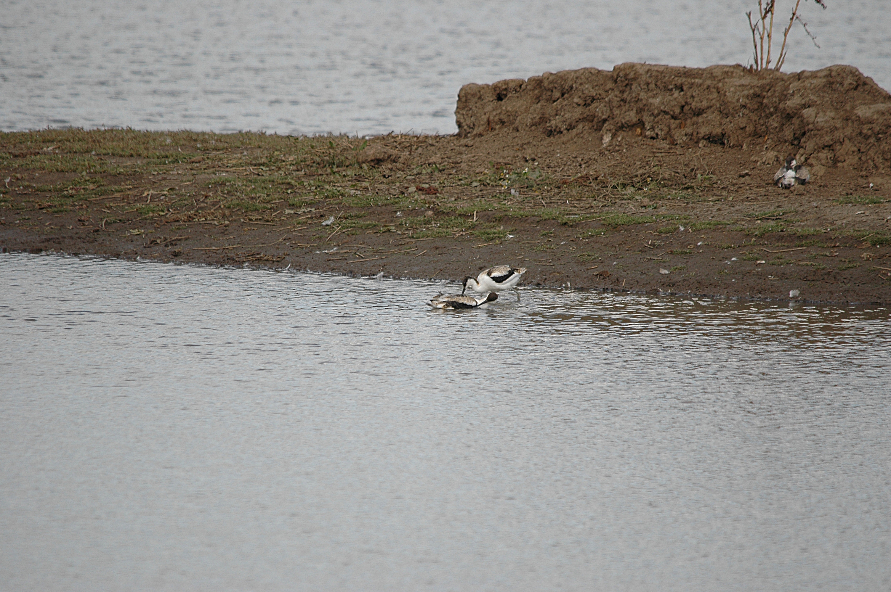 photos/wildlife/Bird_Species/059-Avocets-Stilts/1440-Pied_Avocet/DSC_7198.JPG