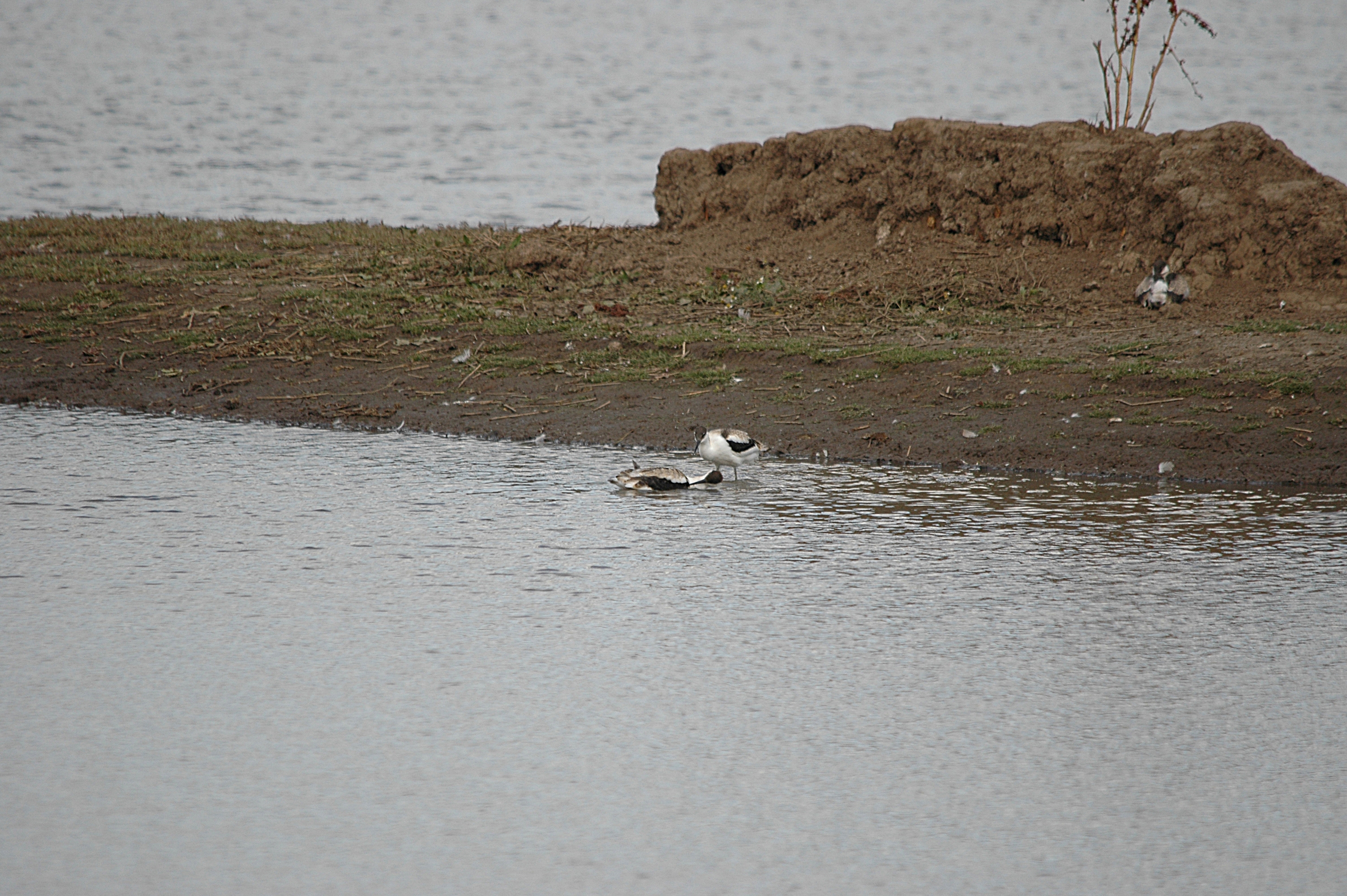 photos/wildlife/Bird_Species/059-Avocets-Stilts/1440-Pied_Avocet/DSC_7199.JPG