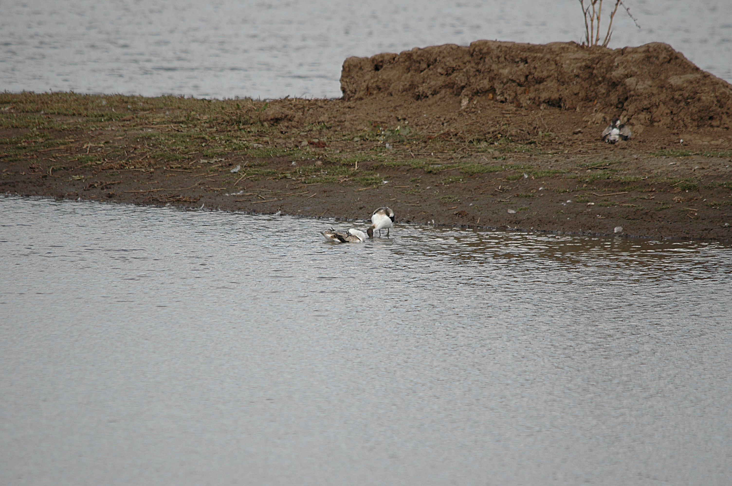 photos/wildlife/Bird_Species/059-Avocets-Stilts/1440-Pied_Avocet/DSC_7200.JPG