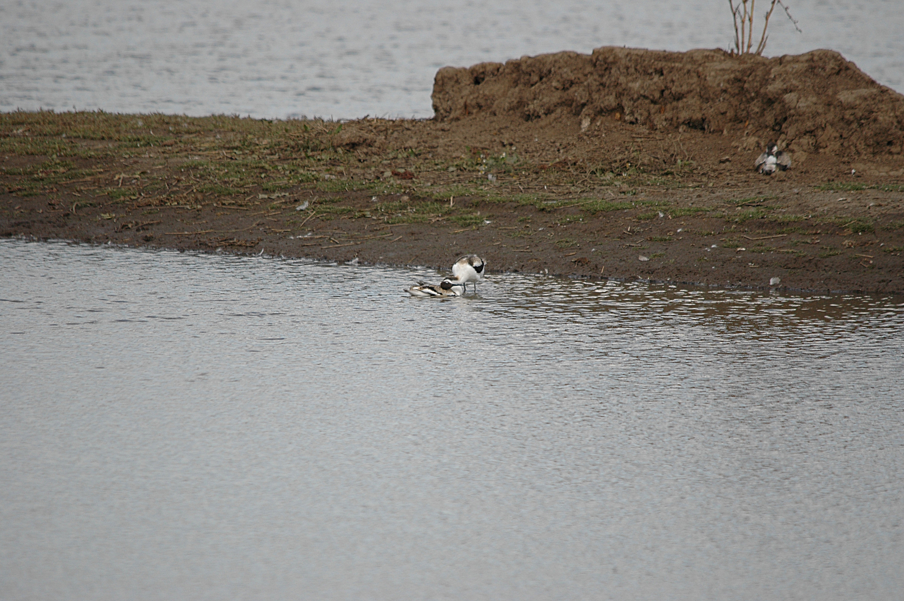 photos/wildlife/Bird_Species/059-Avocets-Stilts/1440-Pied_Avocet/DSC_7201.JPG
