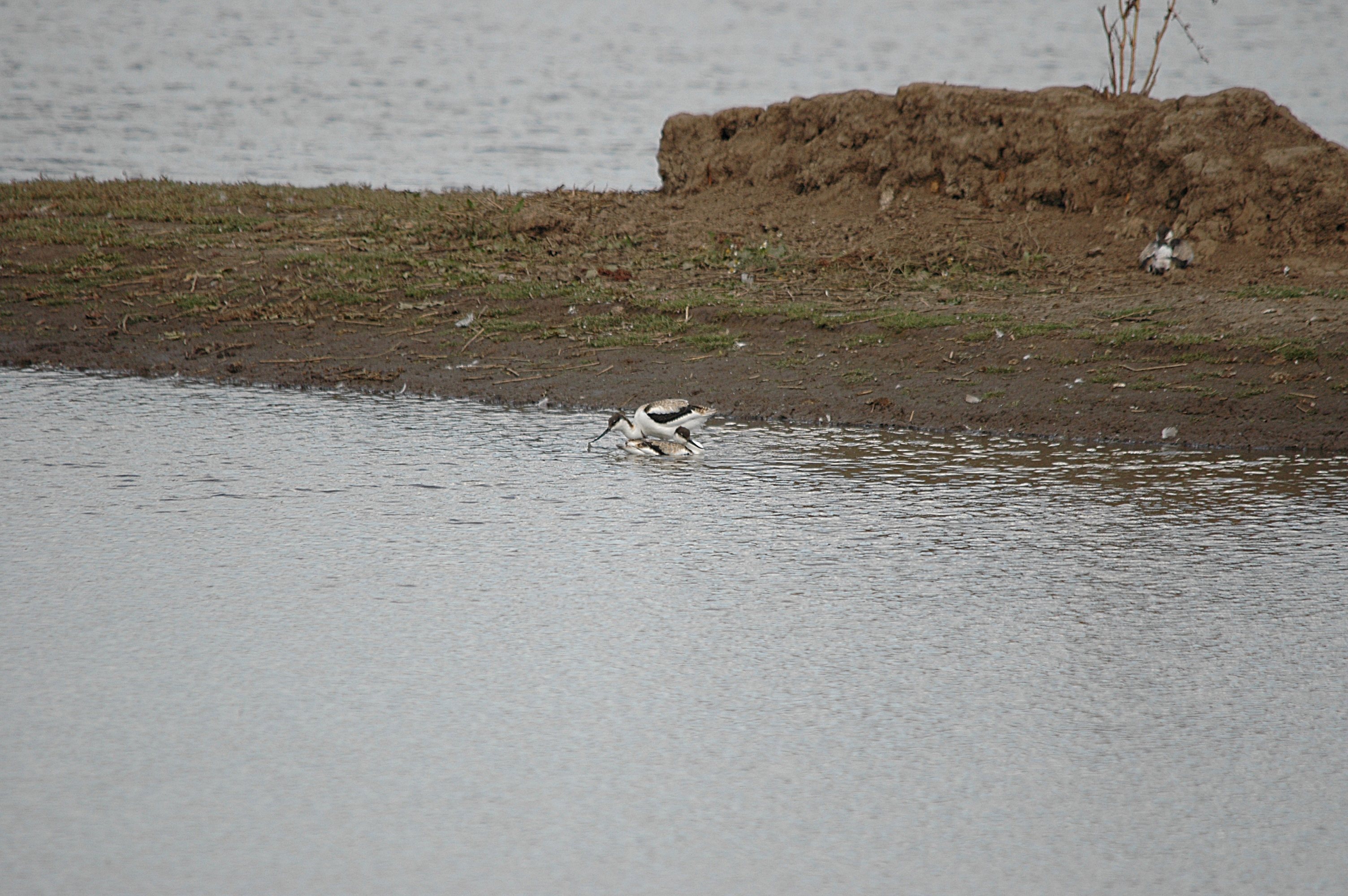 photos/wildlife/Bird_Species/059-Avocets-Stilts/1440-Pied_Avocet/DSC_7202.JPG