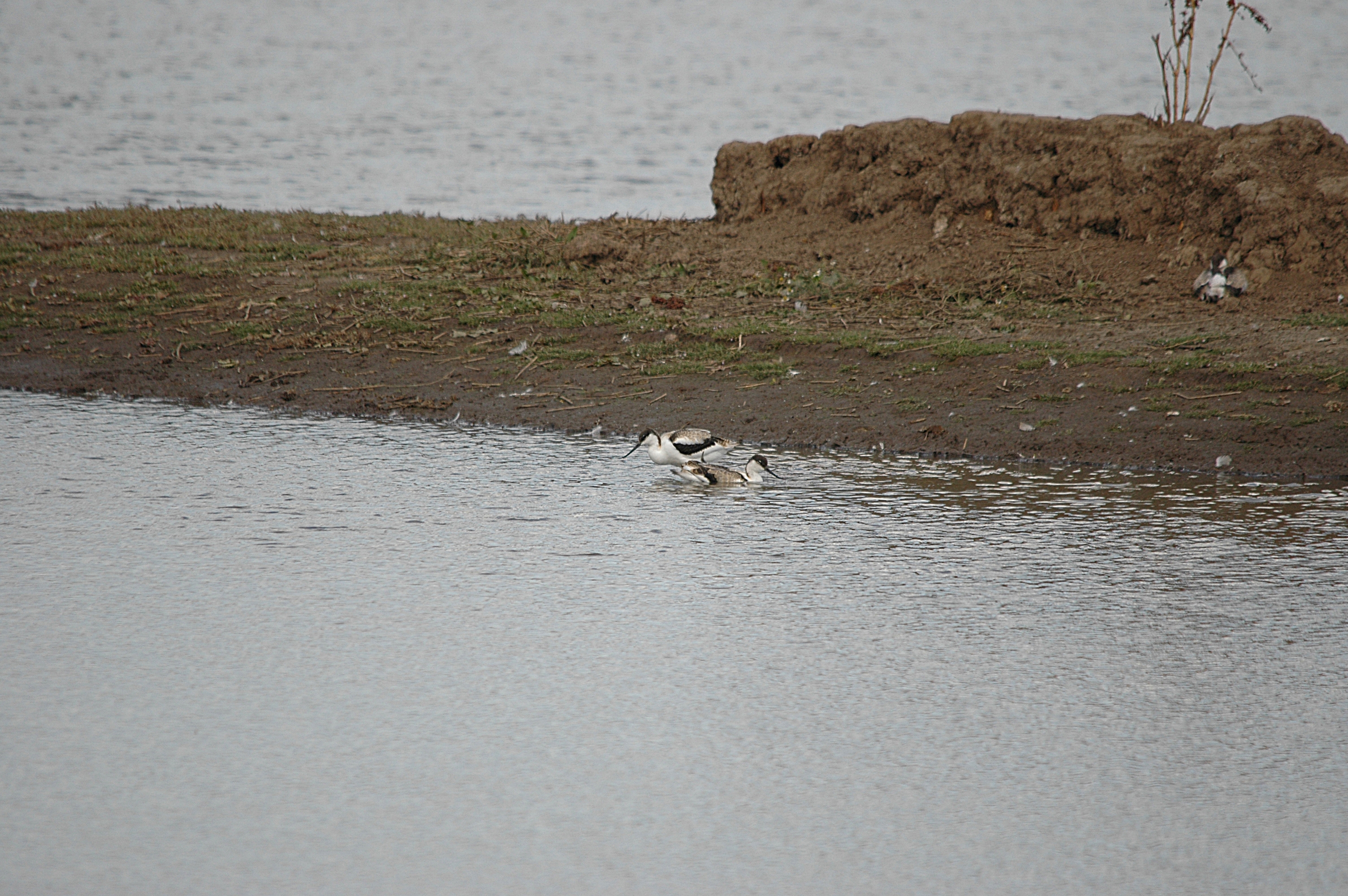 photos/wildlife/Bird_Species/059-Avocets-Stilts/1440-Pied_Avocet/DSC_7203.JPG