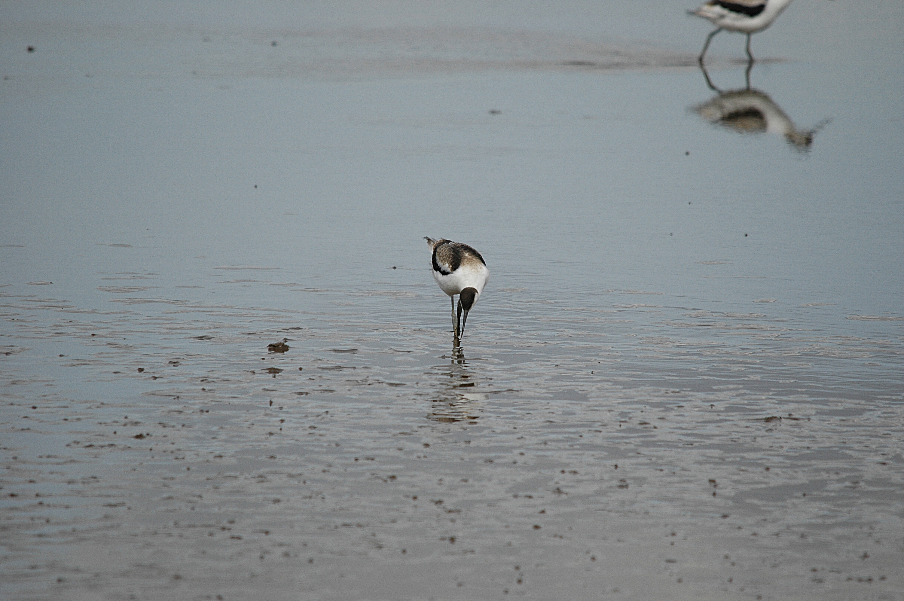photos/wildlife/Bird_Species/059-Avocets-Stilts/1440-Pied_Avocet/DSC_7204.JPG