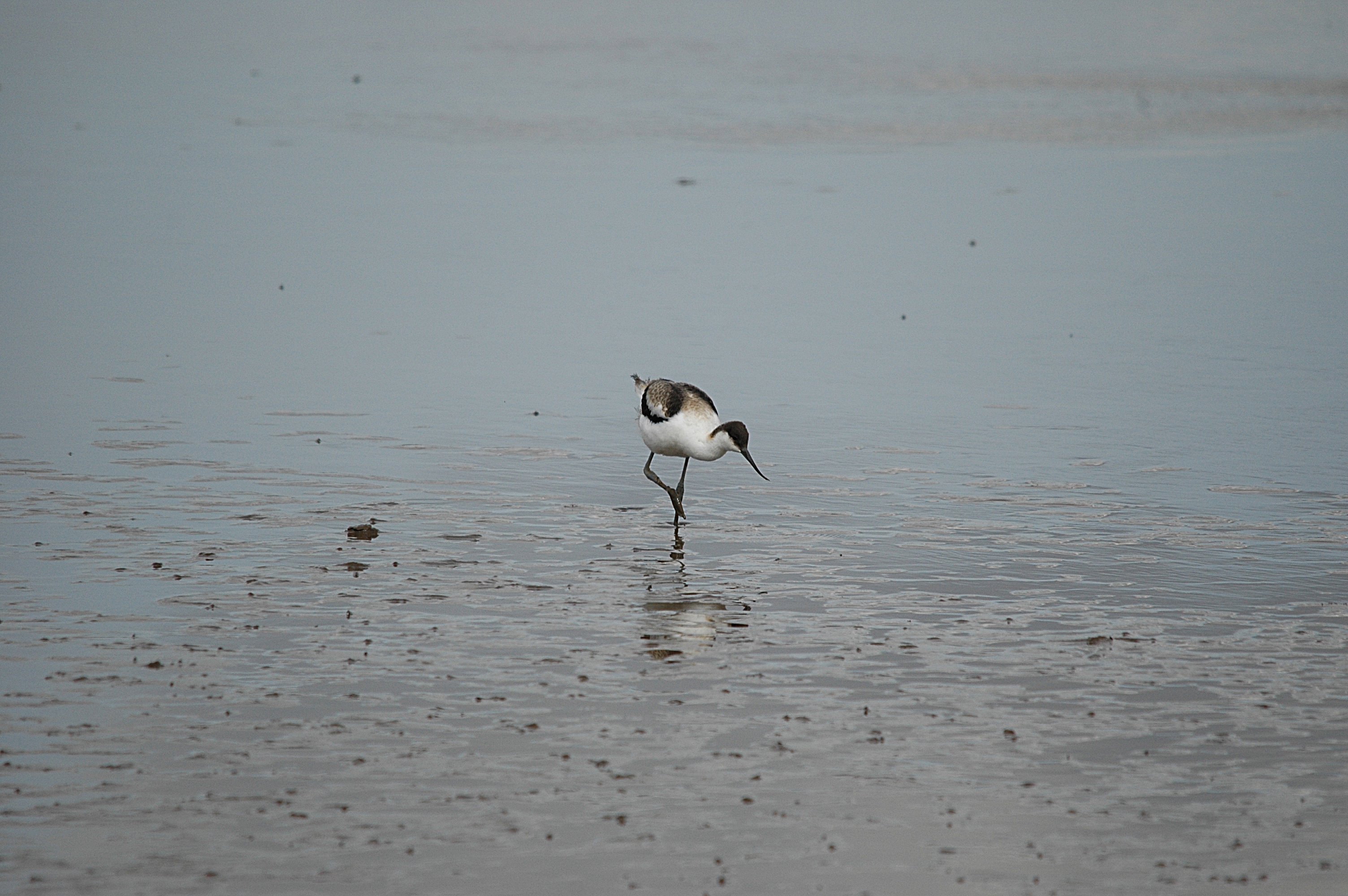 photos/wildlife/Bird_Species/059-Avocets-Stilts/1440-Pied_Avocet/DSC_7205.JPG