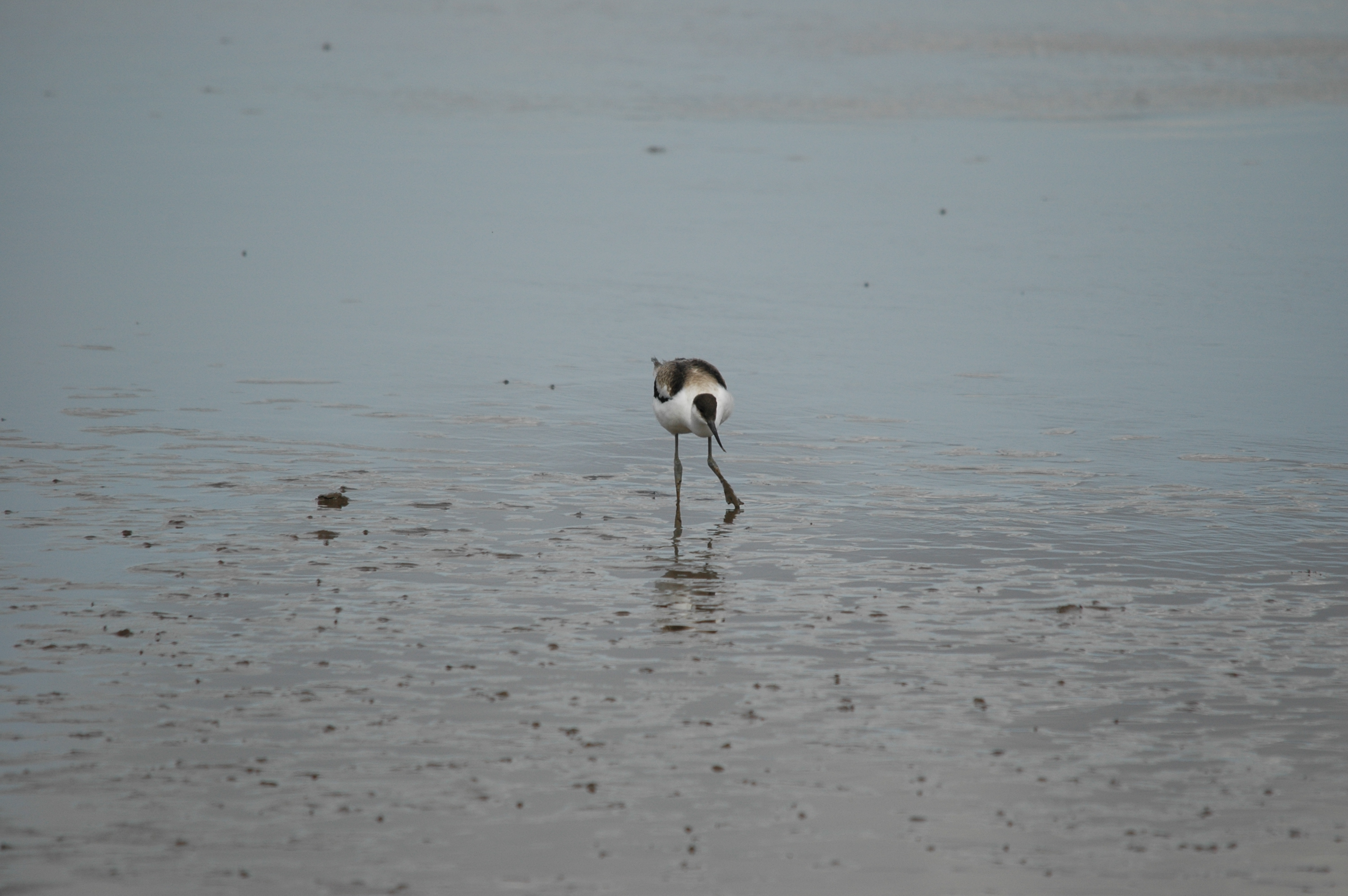photos/wildlife/Bird_Species/059-Avocets-Stilts/1440-Pied_Avocet/DSC_7206.JPG
