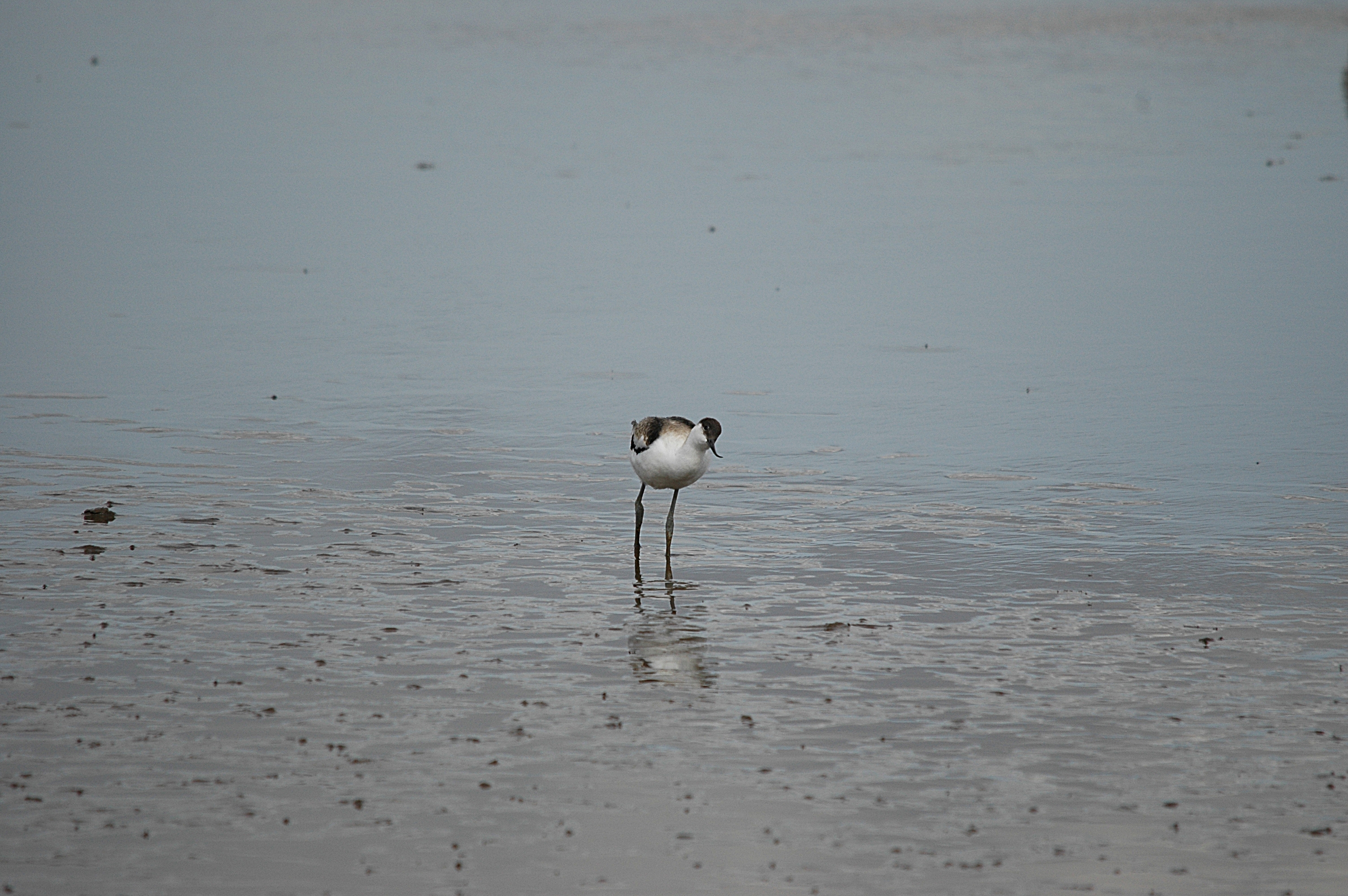 photos/wildlife/Bird_Species/059-Avocets-Stilts/1440-Pied_Avocet/DSC_7208.JPG