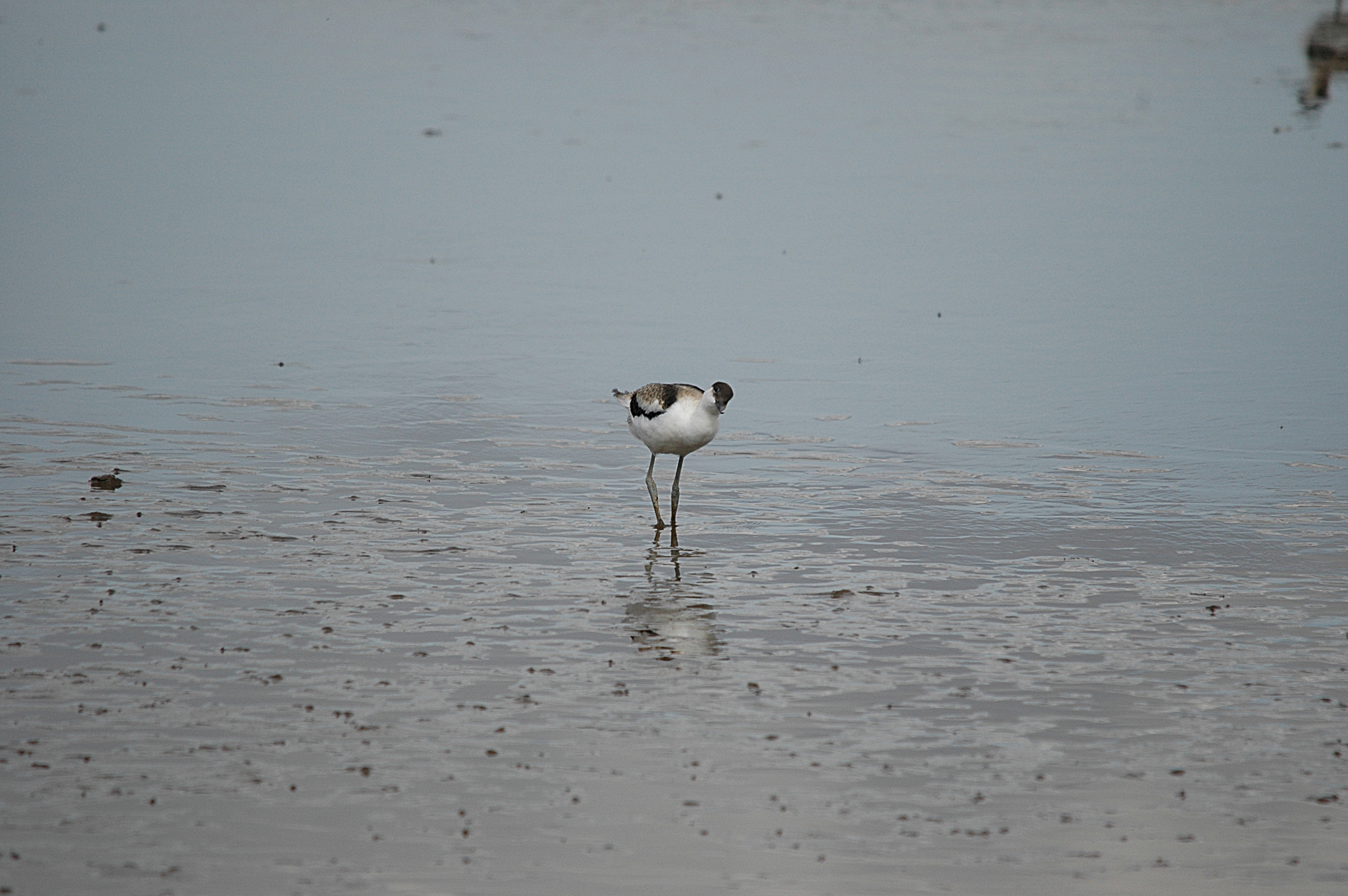 photos/wildlife/Bird_Species/059-Avocets-Stilts/1440-Pied_Avocet/DSC_7209.JPG