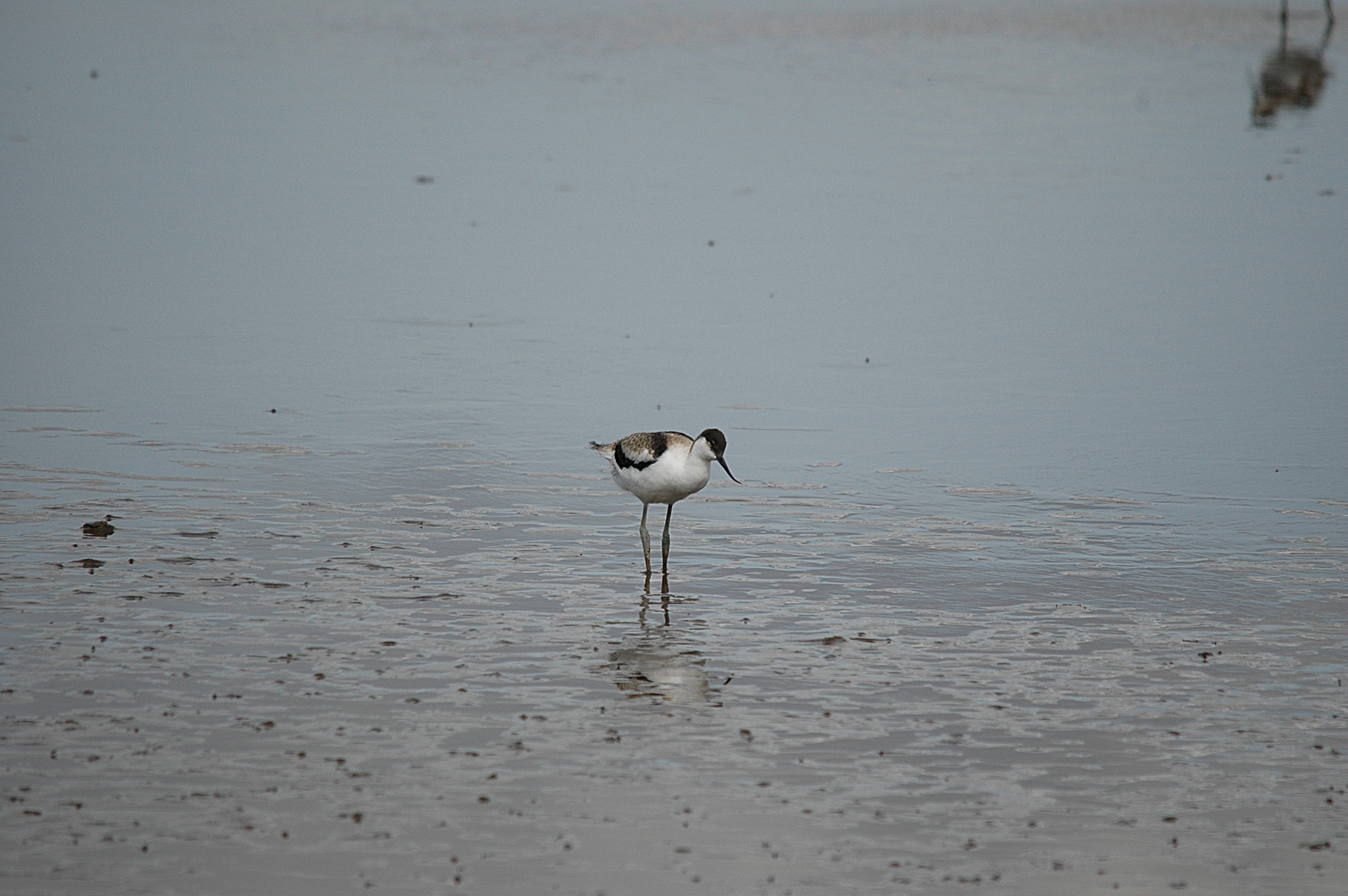 photos/wildlife/Bird_Species/059-Avocets-Stilts/1440-Pied_Avocet/DSC_7210.JPG